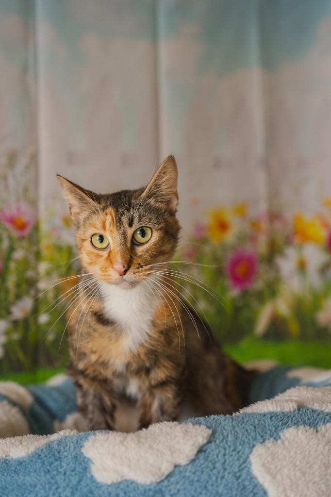 Cookie, a Adoptable mixed breed in Newberg, OR image 2/2
