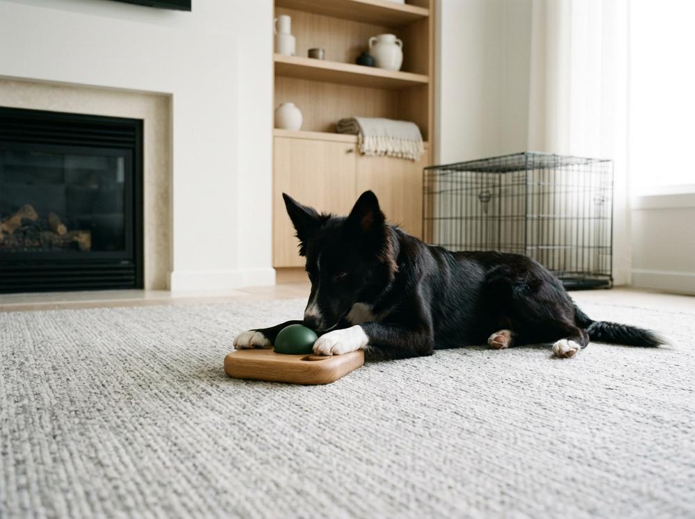 Enlarge KODA - COURTESY LISTING, a Adoptable Border Collie in Smithfield , VA image 3/4