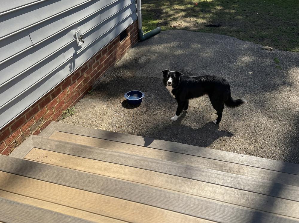 Enlarge KODA - COURTESY LISTING, a Adoptable Border Collie in Smithfield , VA image 4/4