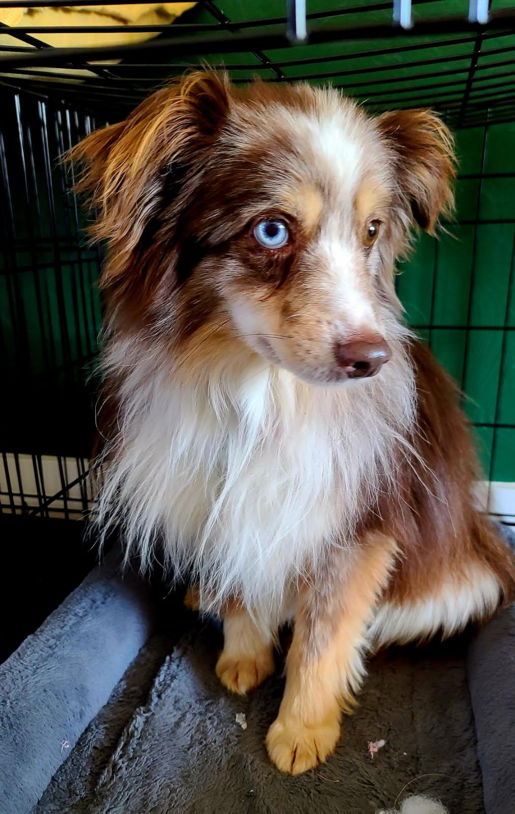 Stormy - Courtesy Listing see info, a ADOPTABLE Australian Shepherd in Polson, MT image 2/2