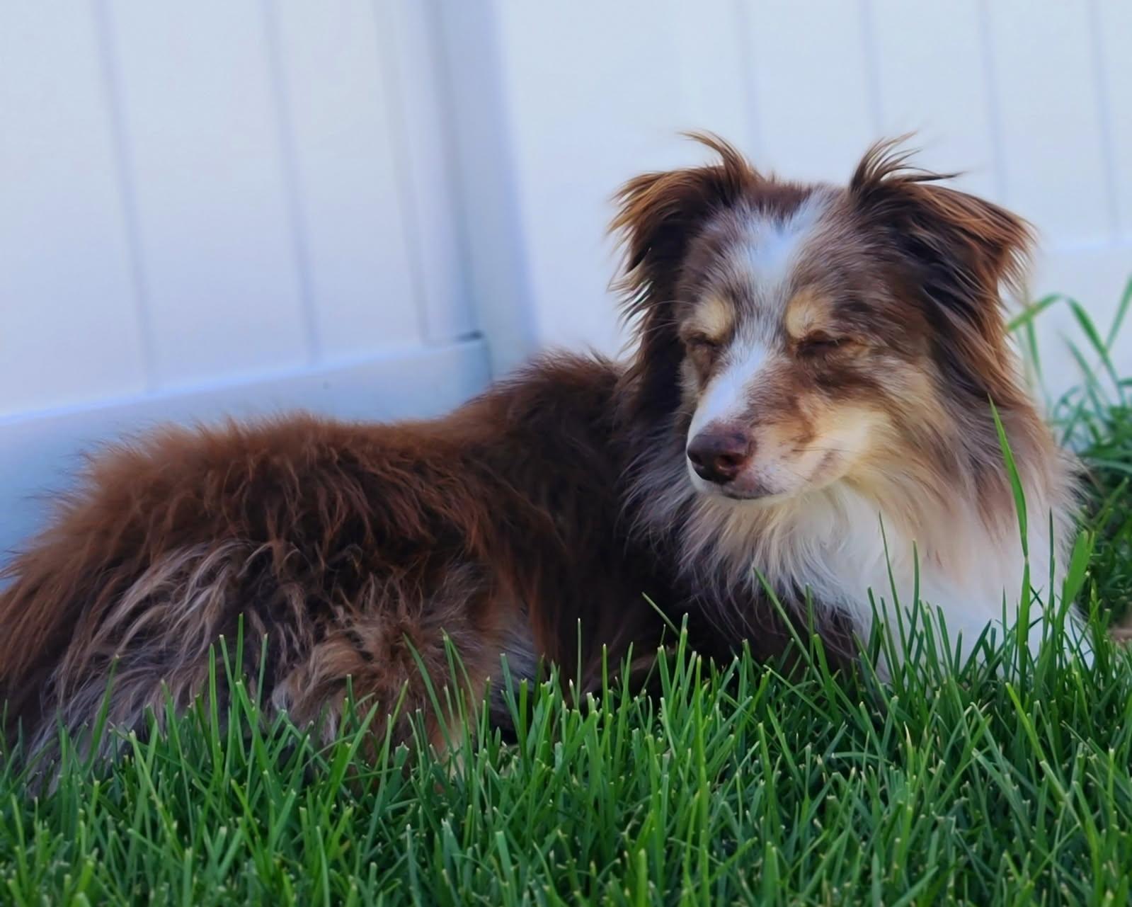 Stormy - Courtesy Listing see info, ADOPTABLE, Adult Male Australian Shepherd.