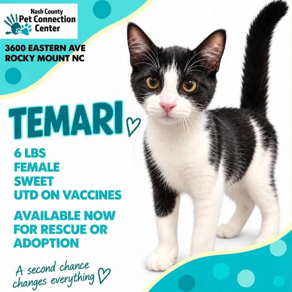 Enlarge TEMARI  Available NOW - ADOPTION or RESCUE!, a Adoptable Domestic Short Hair in Nashville, NC image 1/1