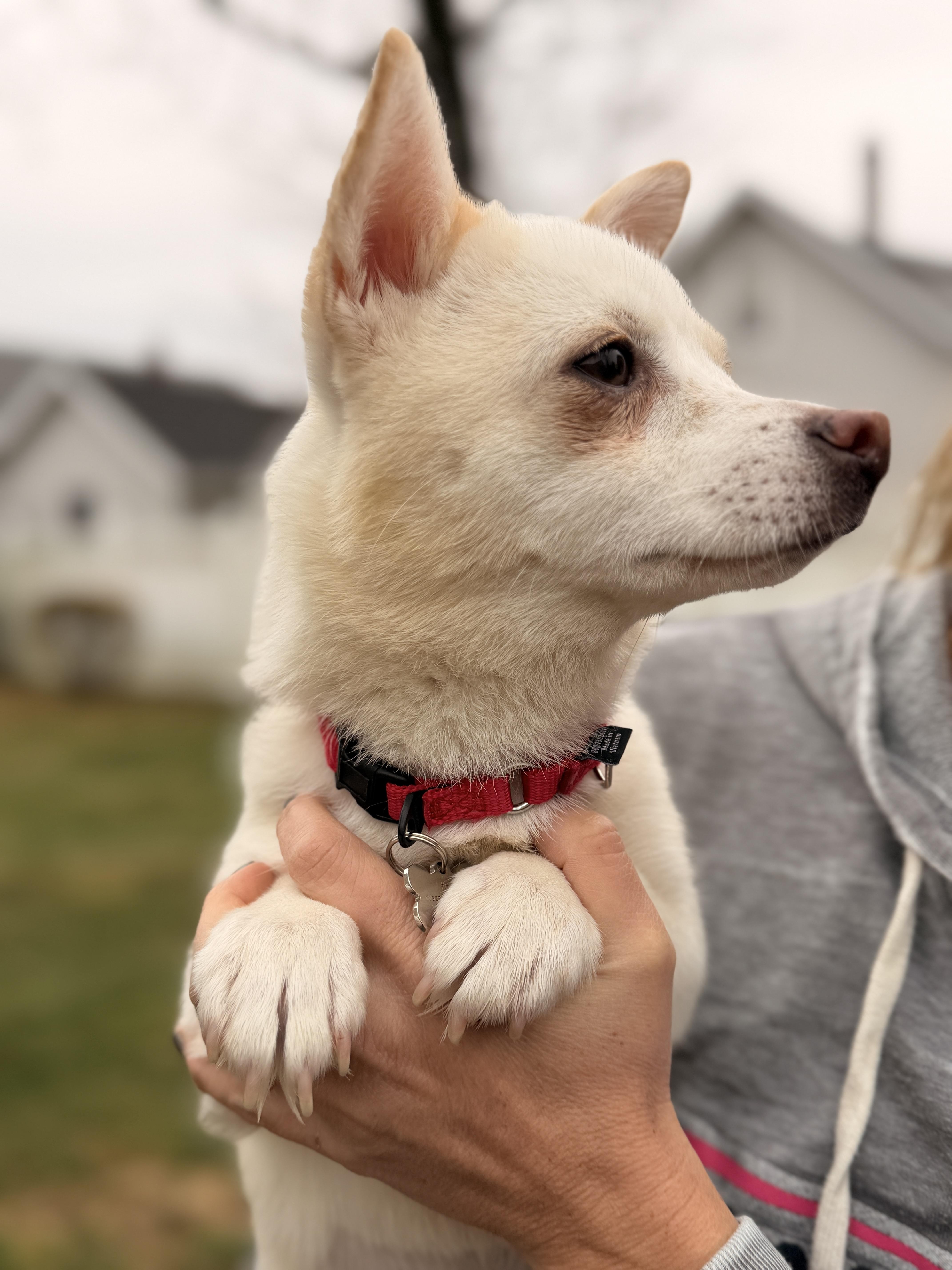 Enlarge Macy , an adopted Chiweenie in Thornwood, NY image 3/5