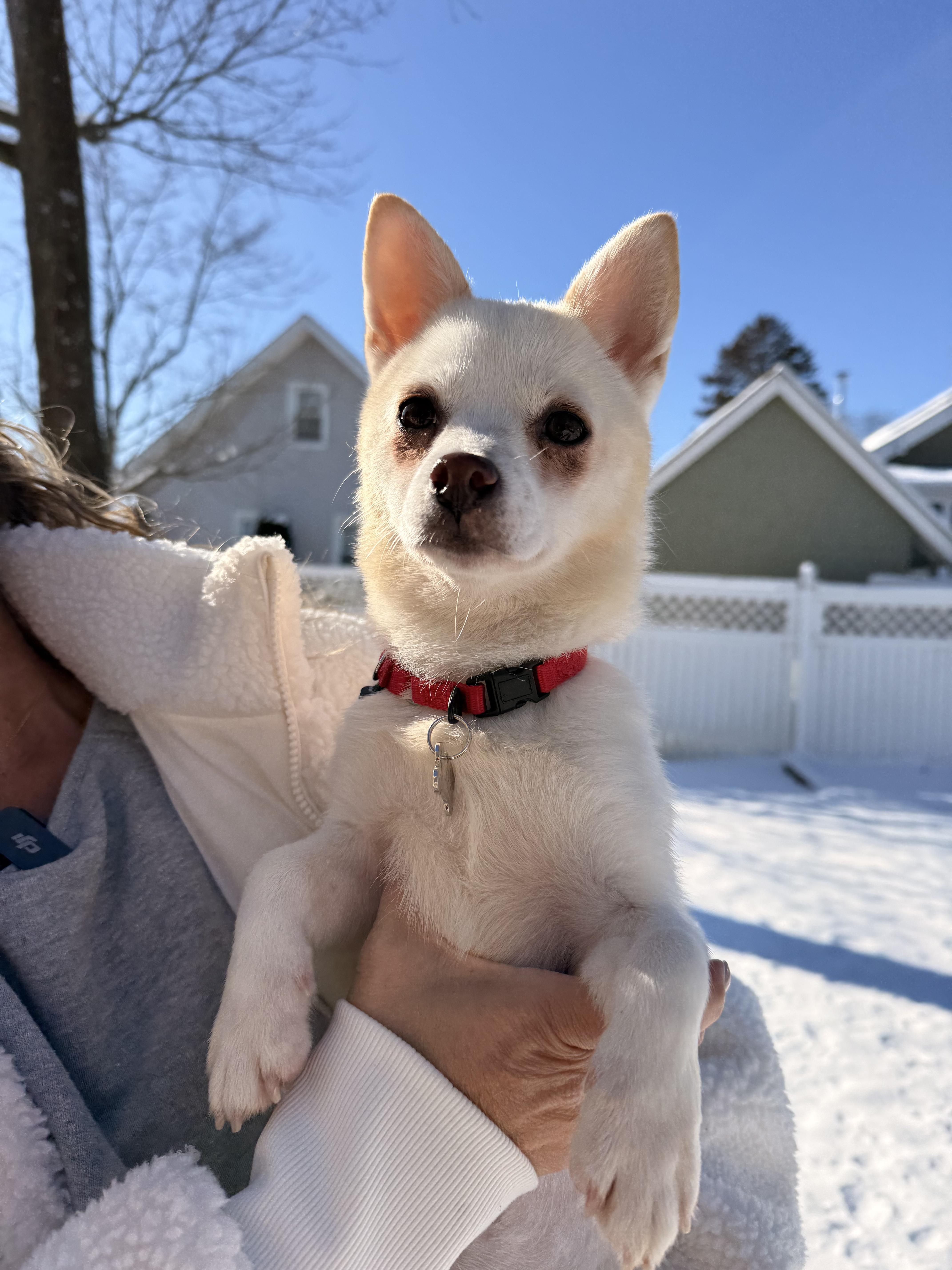Enlarge Macy , a ADOPTABLE Chiweenie in Thornwood, NY image 5/6