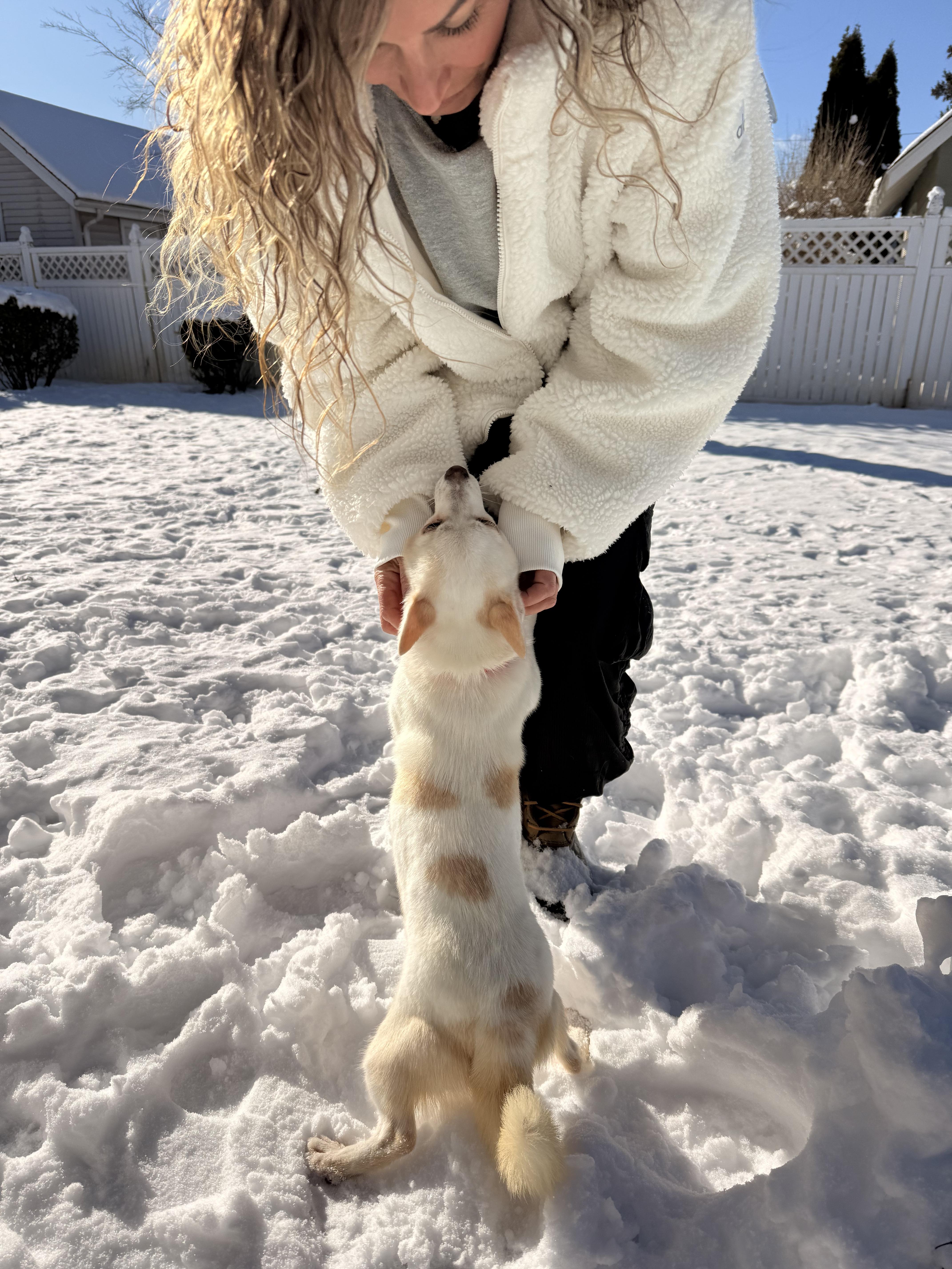 Enlarge Macy , a ADOPTABLE Chiweenie in Thornwood, NY image 1/6