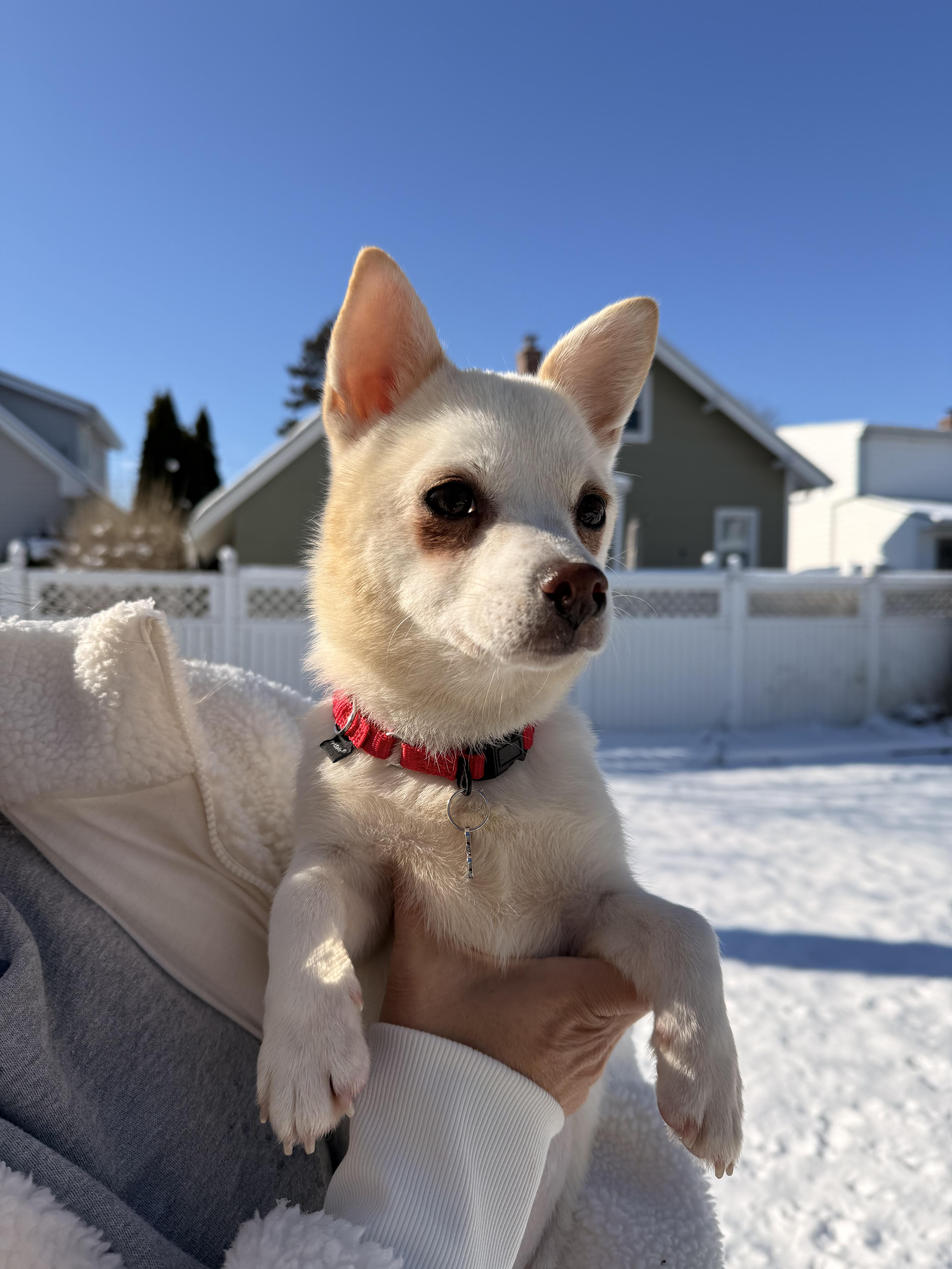 Enlarge Macy , a ADOPTABLE Chiweenie in Thornwood, NY image 6/6