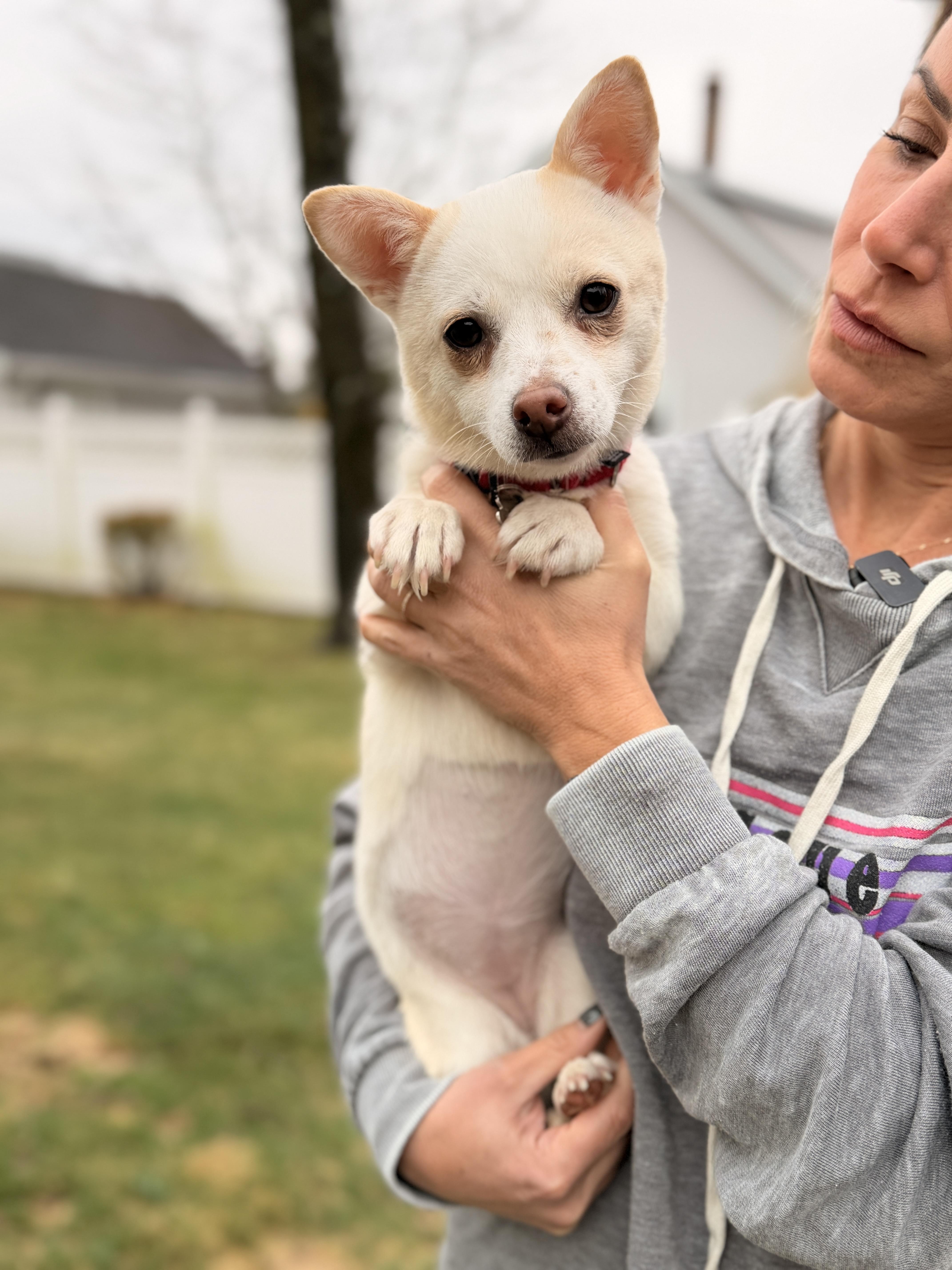 Enlarge Macy , an adopted Chiweenie in Thornwood, NY image 4/5