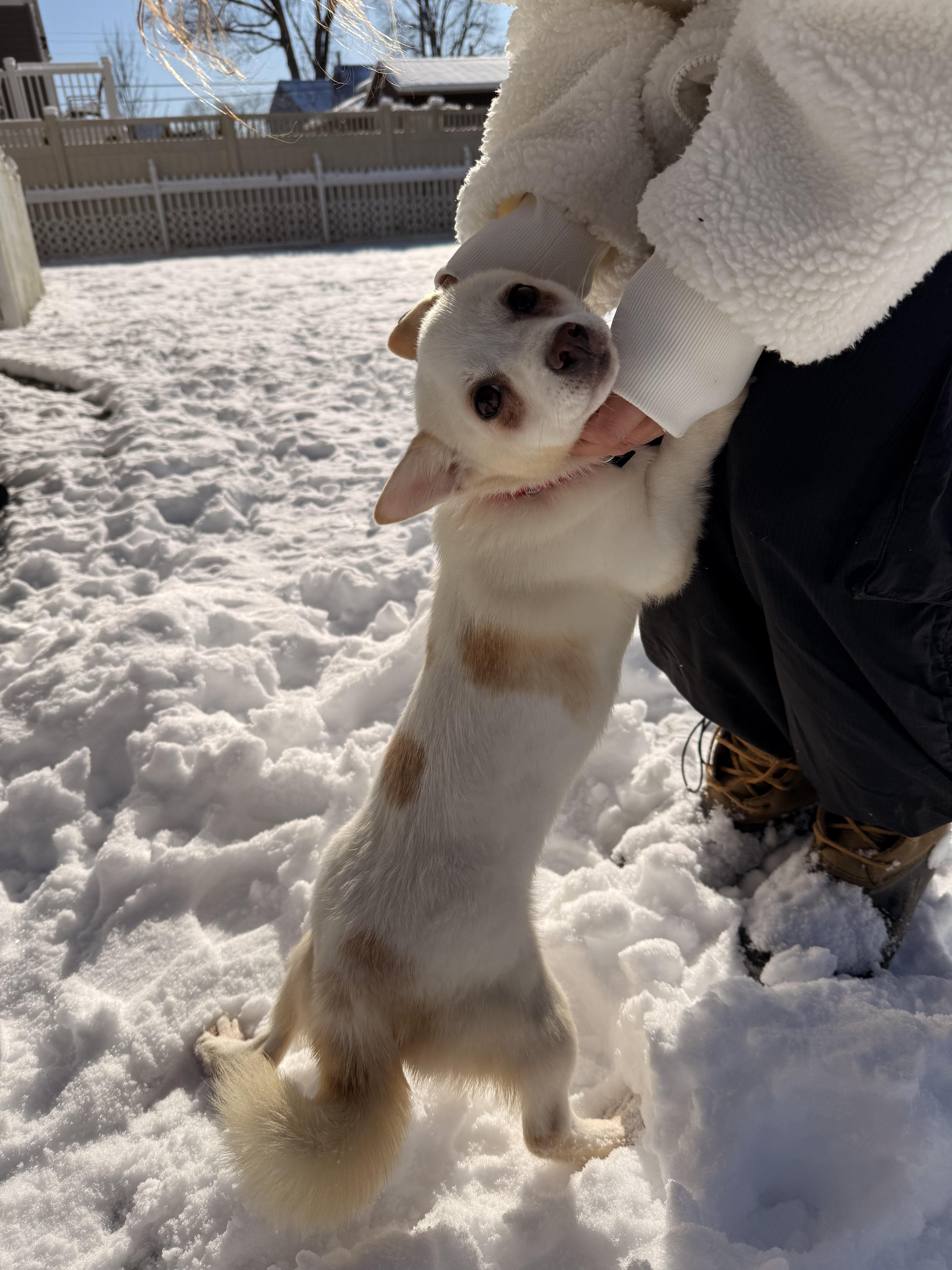 Enlarge Macy , a ADOPTABLE Chiweenie in Thornwood, NY image 2/6