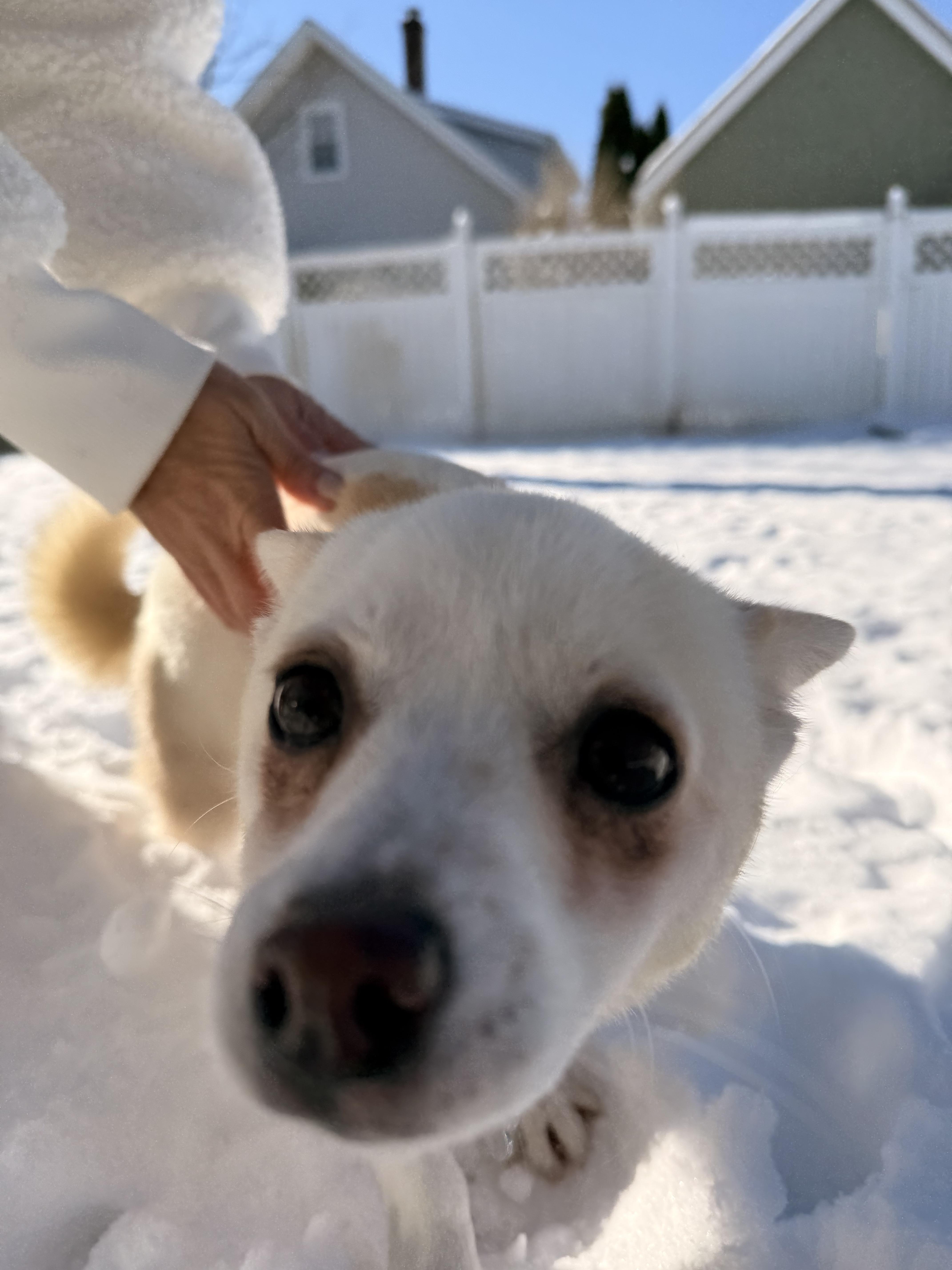 Enlarge Macy , a ADOPTABLE Chiweenie in Thornwood, NY image 4/6
