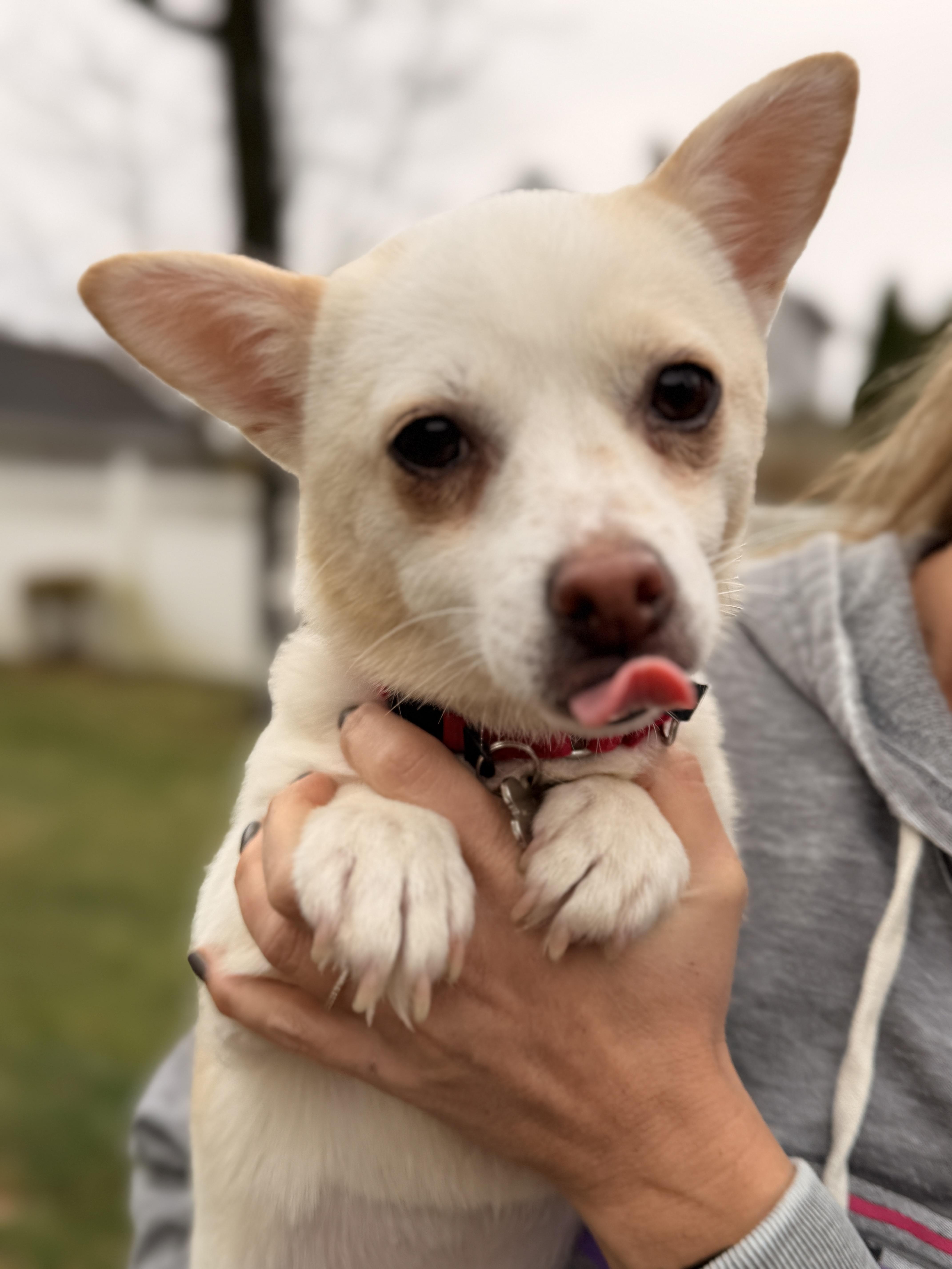 Enlarge Macy , an adopted Chiweenie in Thornwood, NY image 5/5