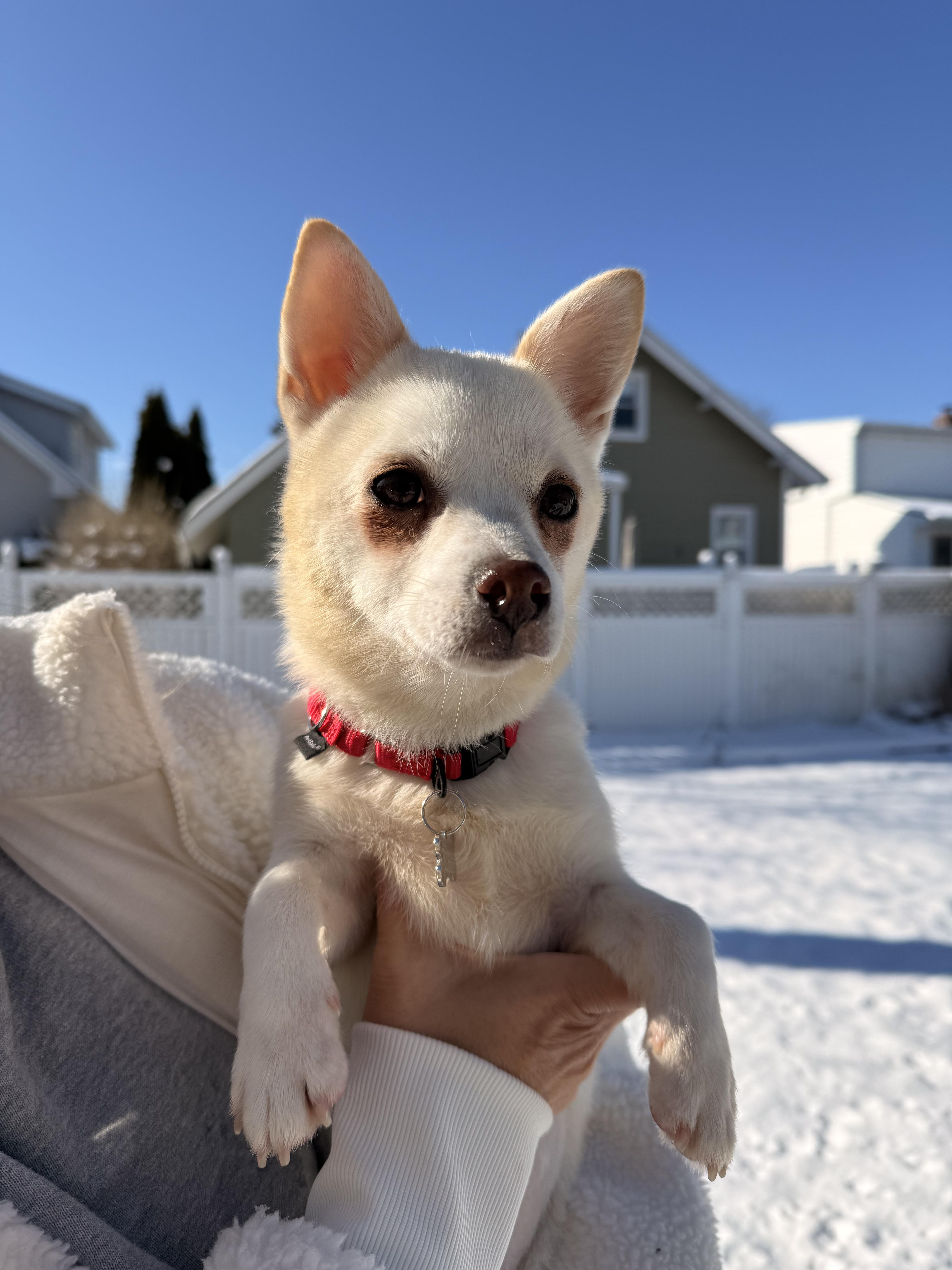 Enlarge Macy , a ADOPTABLE Chiweenie in Thornwood, NY image 3/6