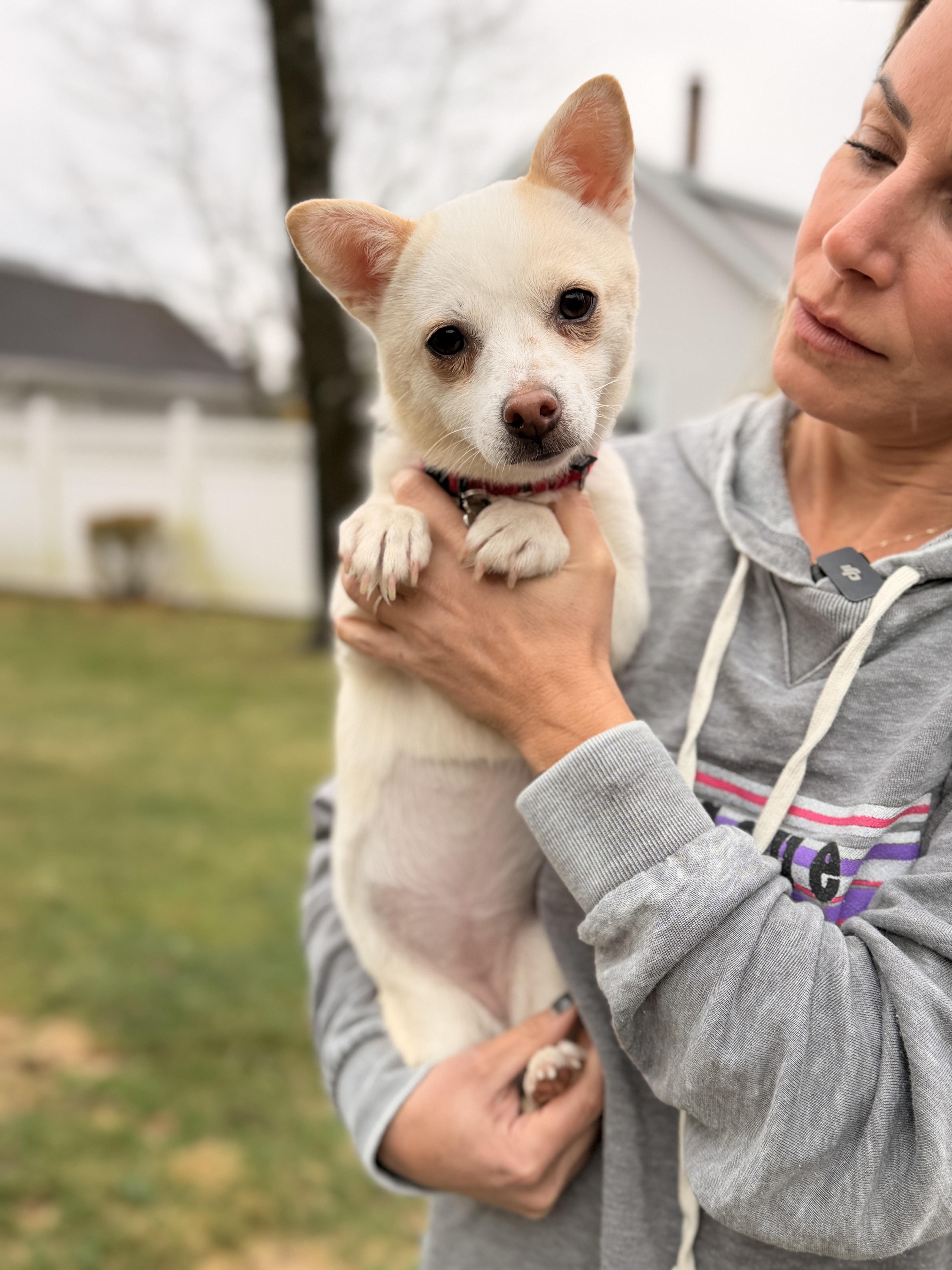Enlarge Macy , an adopted Chiweenie in Thornwood, NY image 2/5