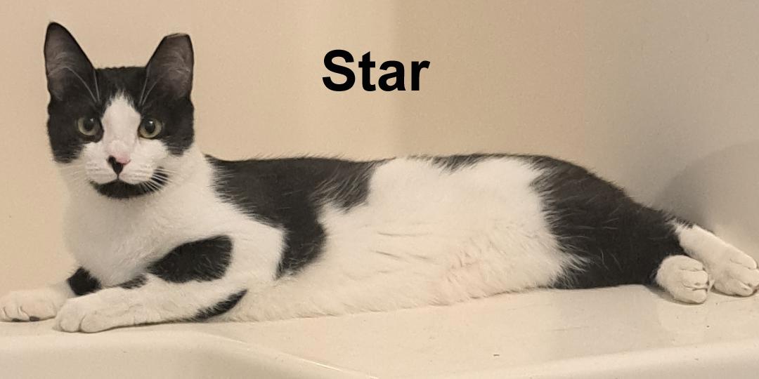Enlarge Star Joh. (white and black female), a Adoptable Domestic Short Hair in Stowe, PA image 1/1