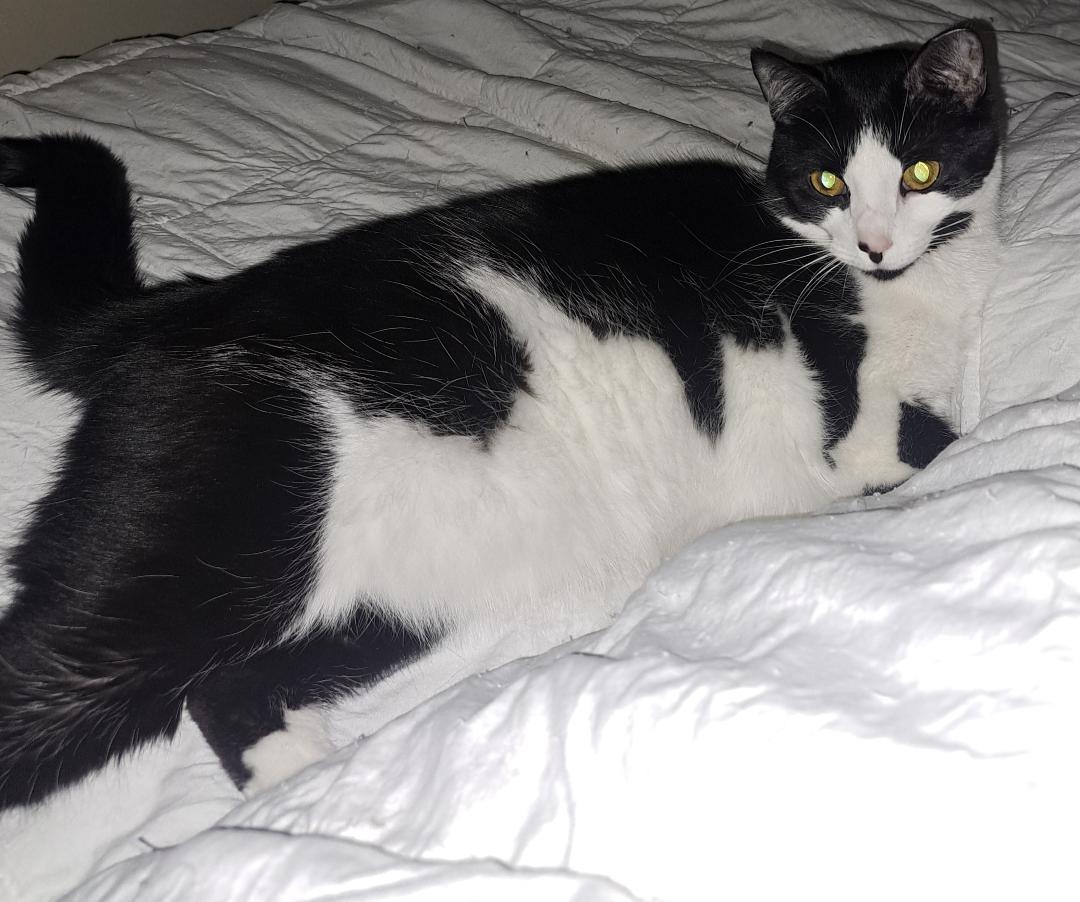 Enlarge Star Joh. (Sweet, quiet girl!), a Adoptable Domestic Short Hair in Stowe, PA image 1/1