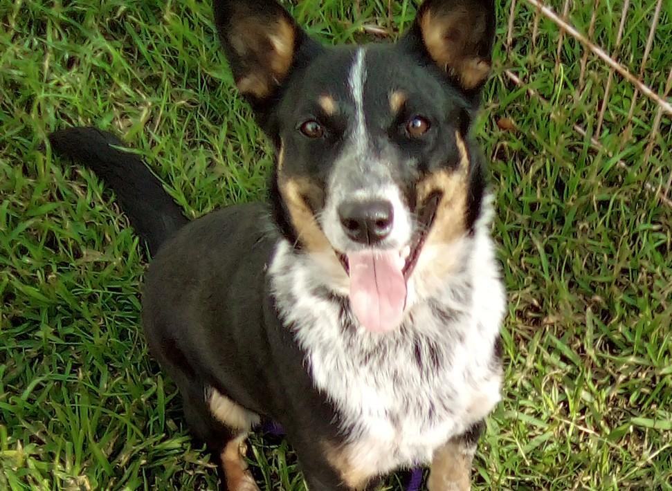 Etta(Dream Girl), a Adoptable mixed breed in Silsbee, TX image 1/4