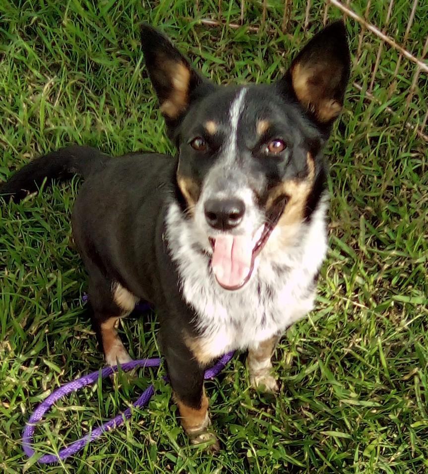 Etta(Dream Girl), a Adoptable mixed breed in Silsbee, TX image 2/4