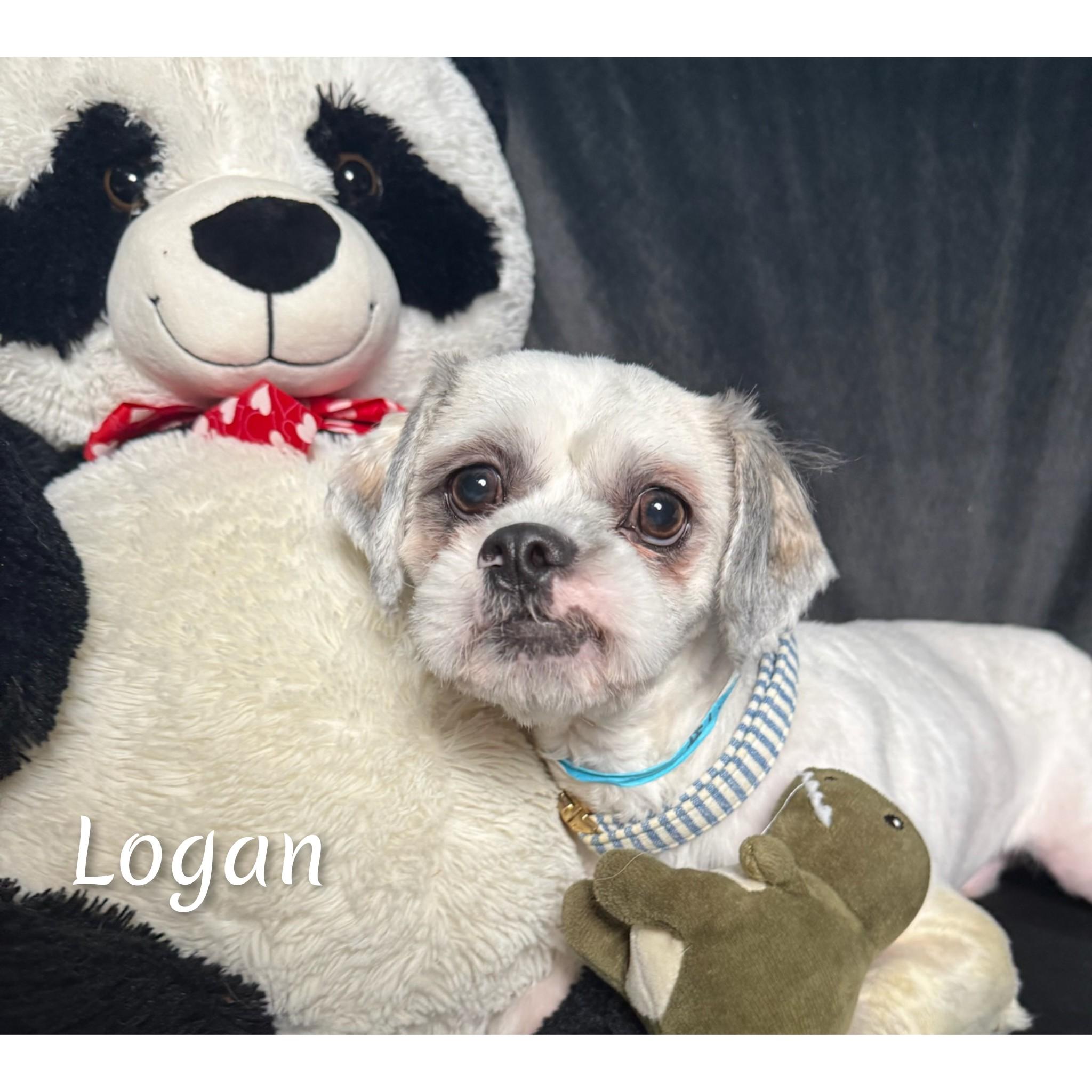 Enlarge Logan, a ADOPTABLE Lhasa Apso in Fredericksburg, VA image 2/6