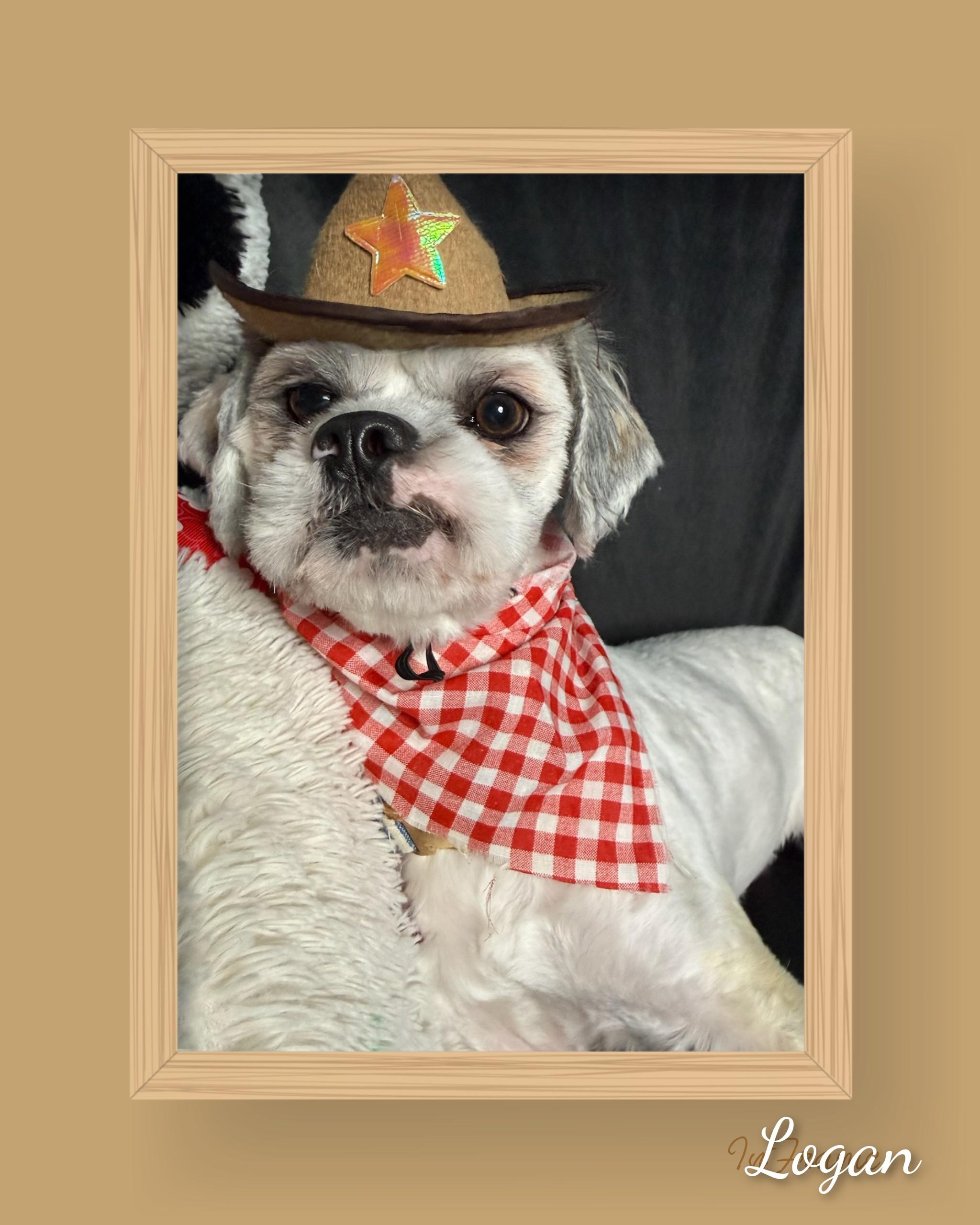 Enlarge Logan, a ADOPTABLE Lhasa Apso in Fredericksburg, VA image 5/6