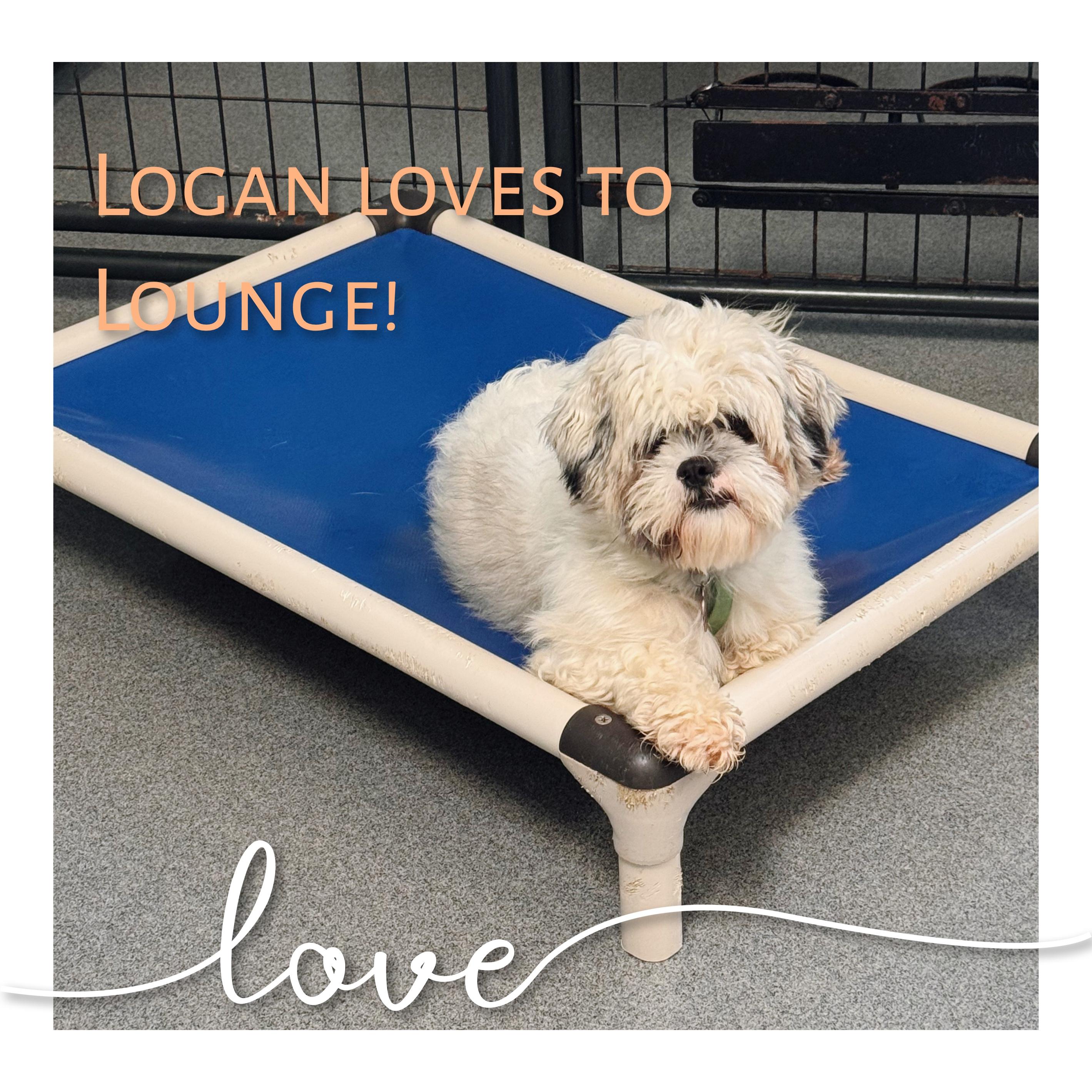 Enlarge Logan, a ADOPTABLE Lhasa Apso in Fredericksburg, VA image 6/6
