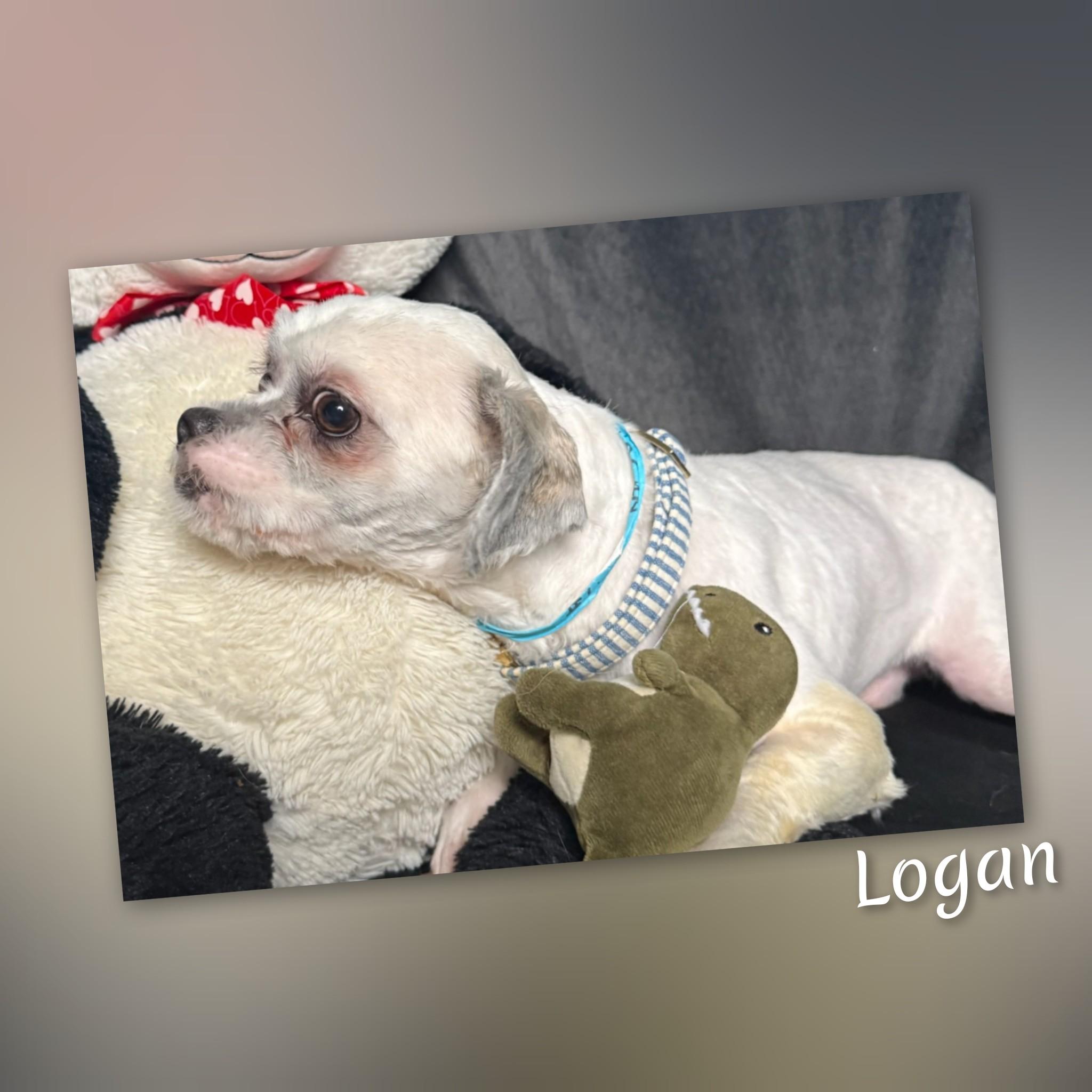 Enlarge Logan, a ADOPTABLE Lhasa Apso in Fredericksburg, VA image 6/6
