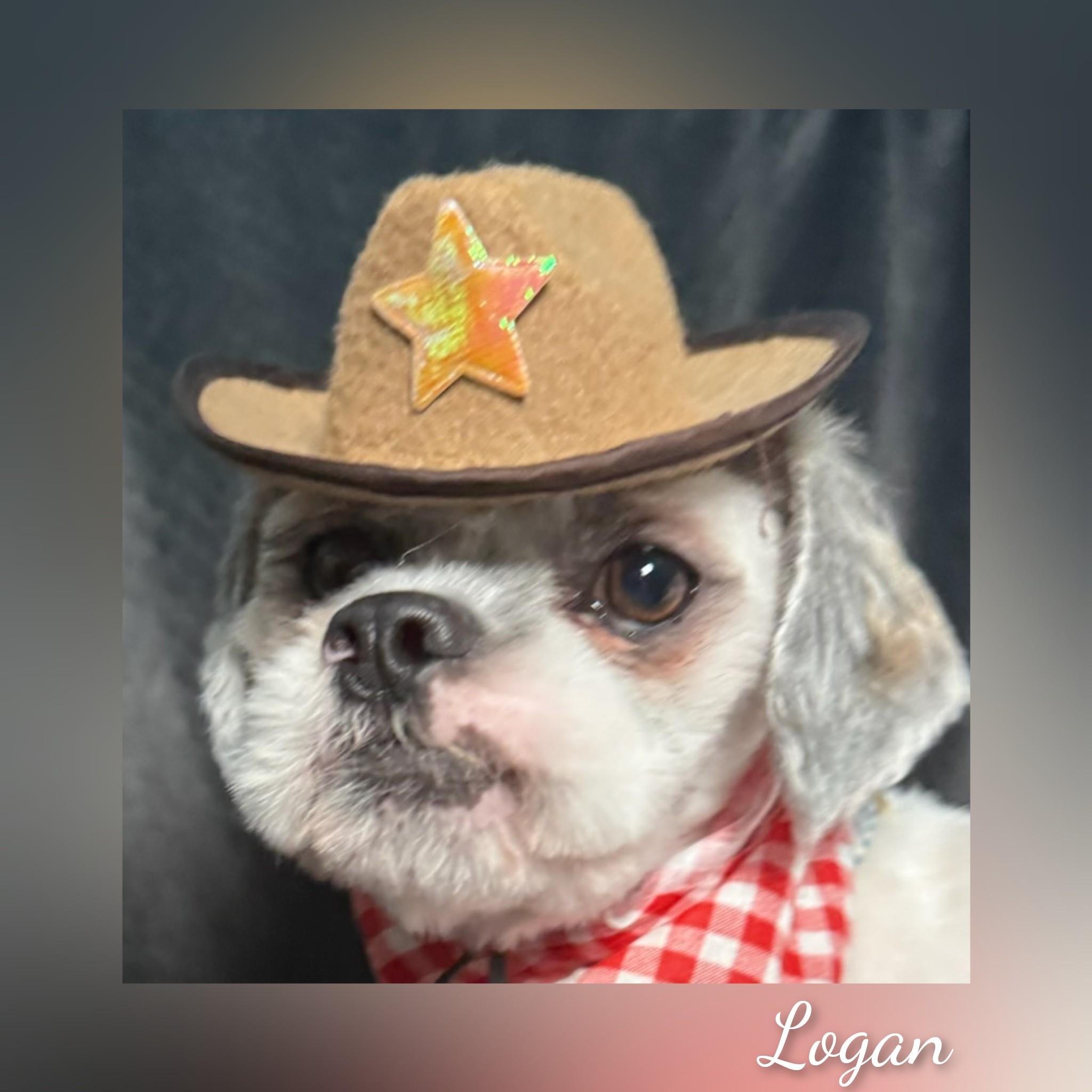 Enlarge Logan, a ADOPTABLE Lhasa Apso in Fredericksburg, VA image 3/6
