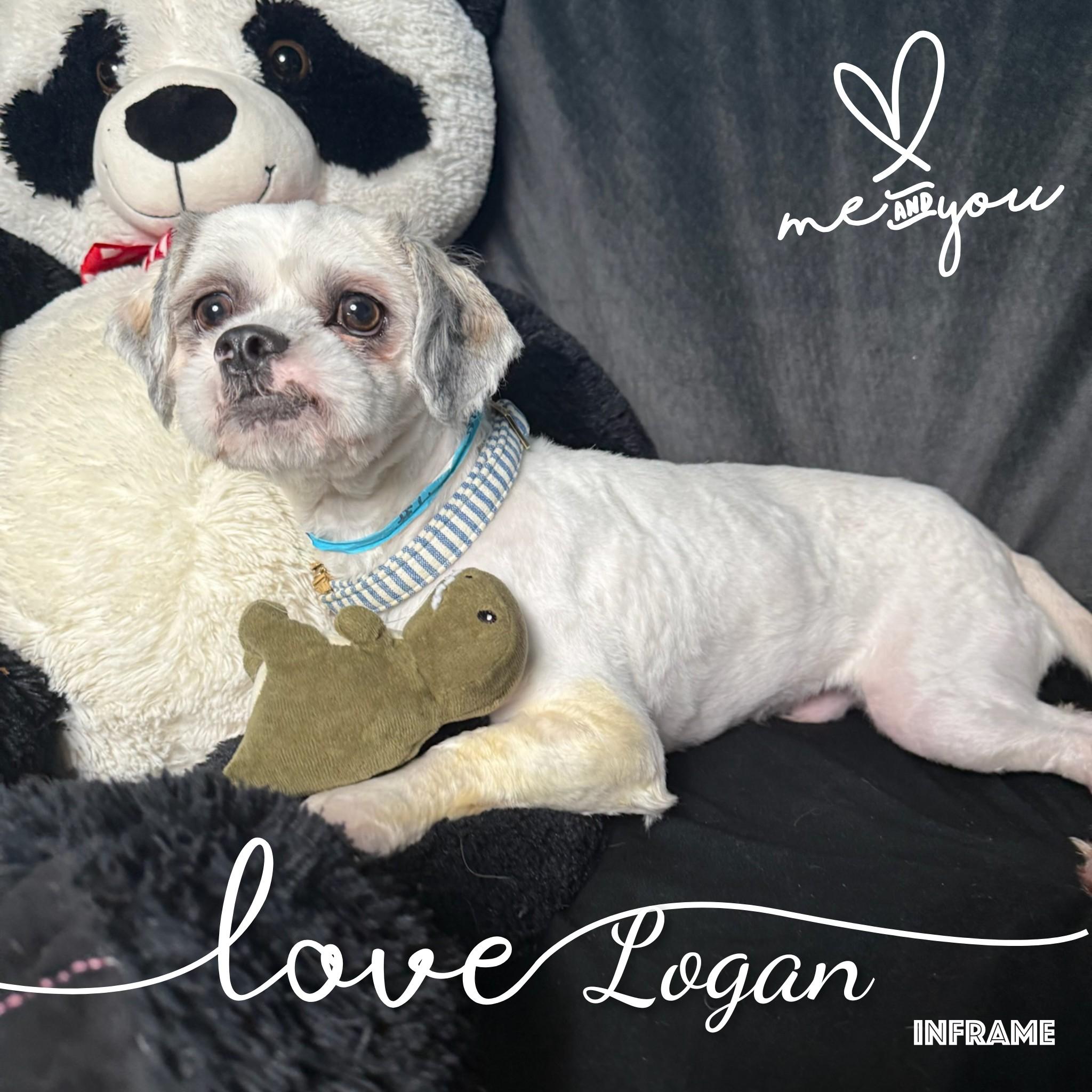 Logan, ADOPTABLE, Young Male Lhasa Apso.