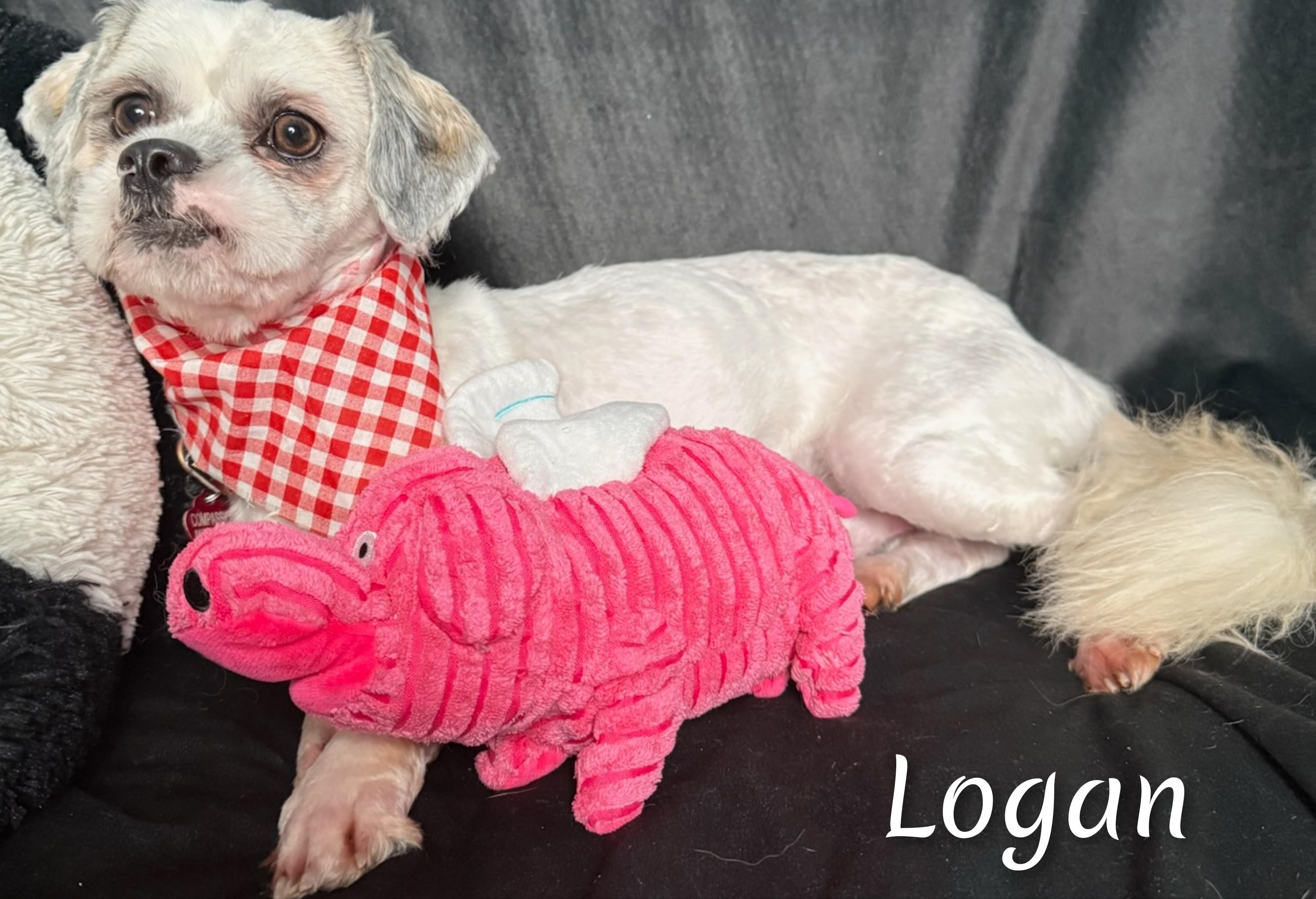 Enlarge Logan, a ADOPTABLE Lhasa Apso in Fredericksburg, VA image 4/6