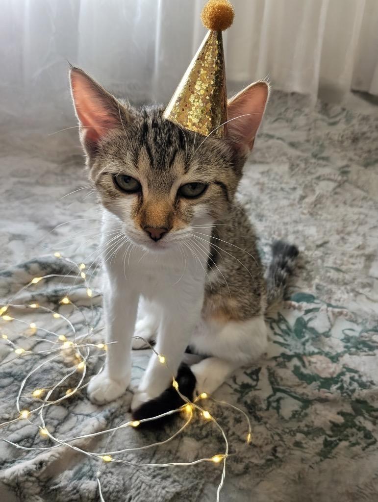 Sugar, Adopted, Kitten Female Domestic Short Hair.