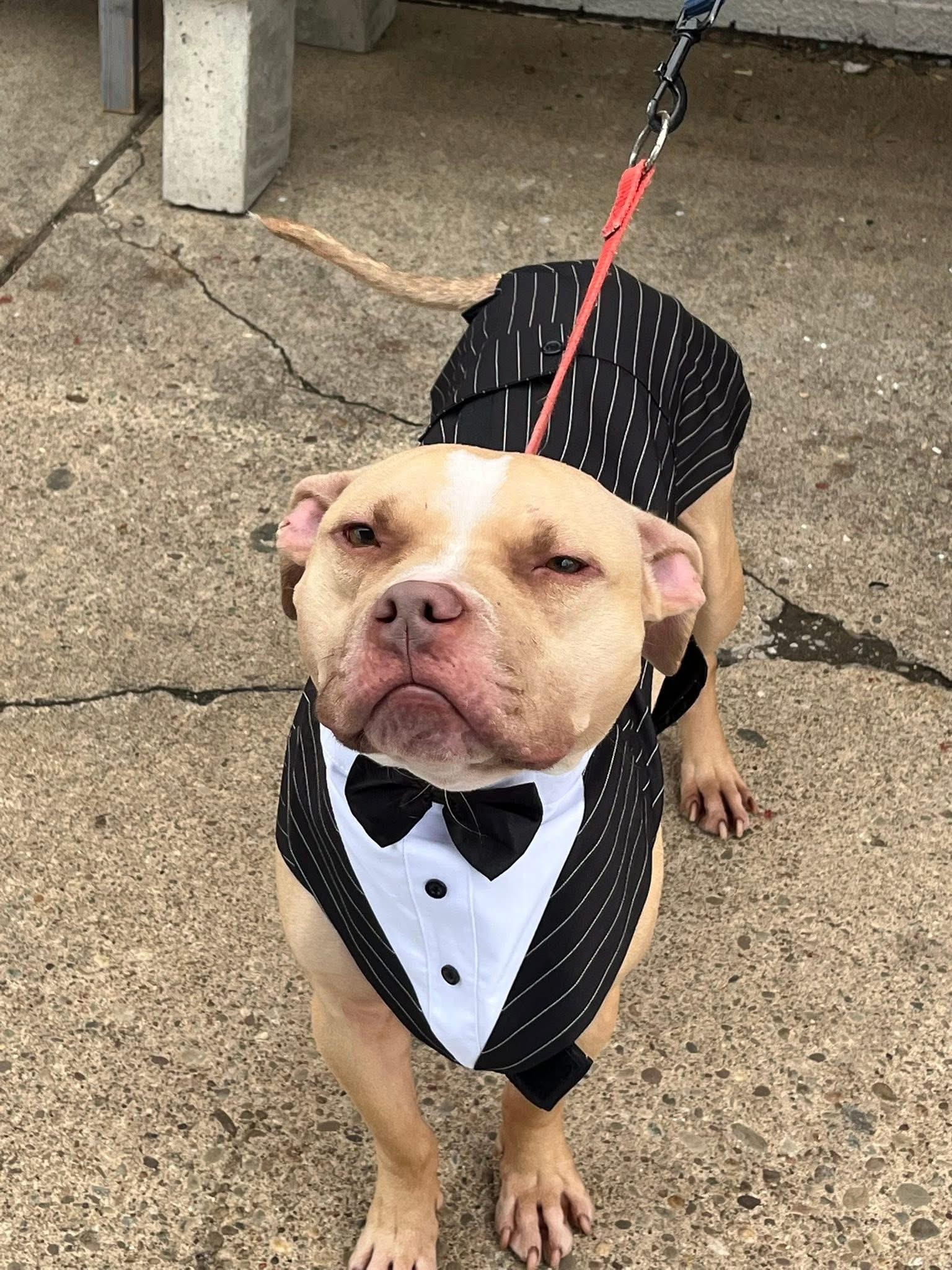 Snickers, ADOPTABLE, Young Male Pit Bull Terrier.