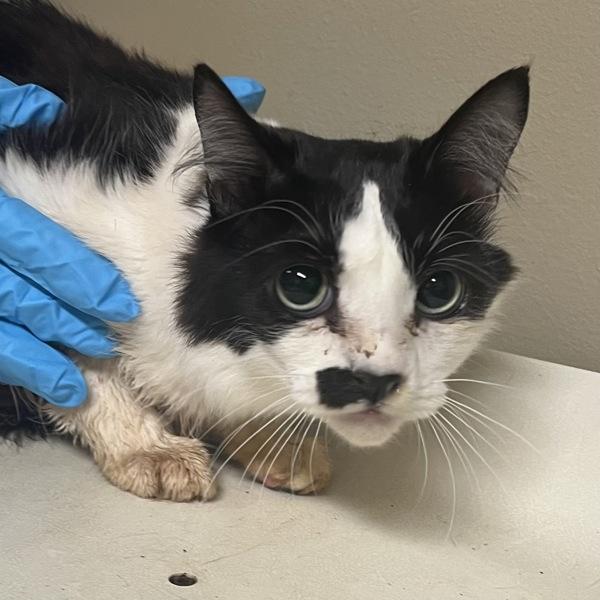 Xanthippe Voorhees (mcas), Adoptable, Young Male Domestic Medium Hair.