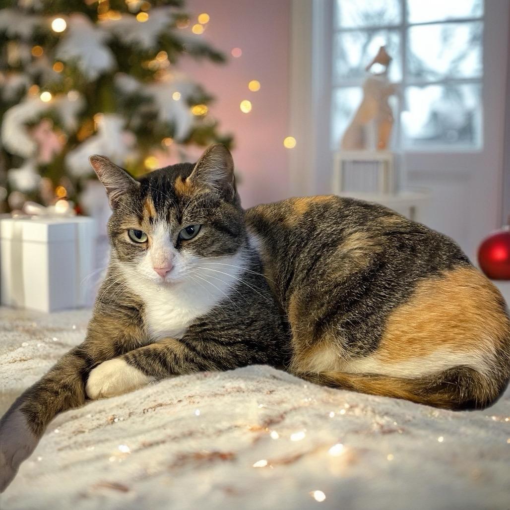 Harley, Adoptable, Young Female Domestic Short Hair.