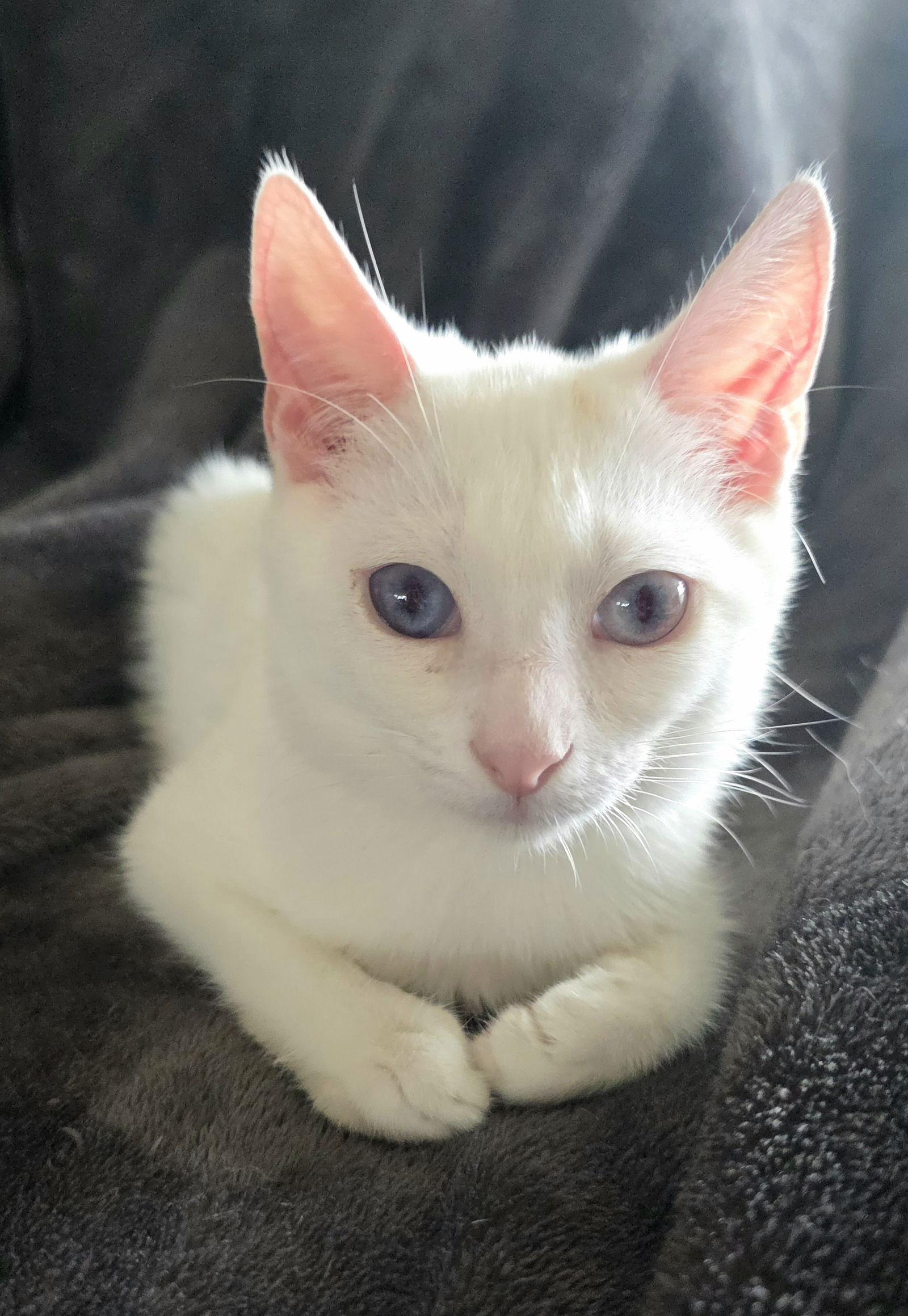 Fez, Adoptable, Kitten Male Domestic Short Hair.