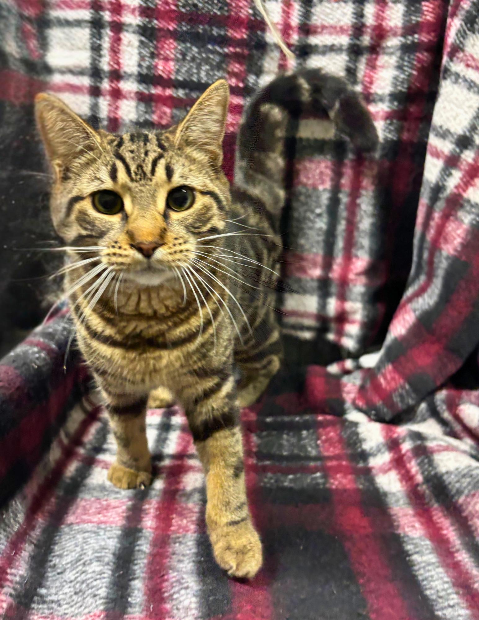 BODHI (bonded with Benji), an adopted Domestic Short Hair in Tillsonburg, ON image 1/3