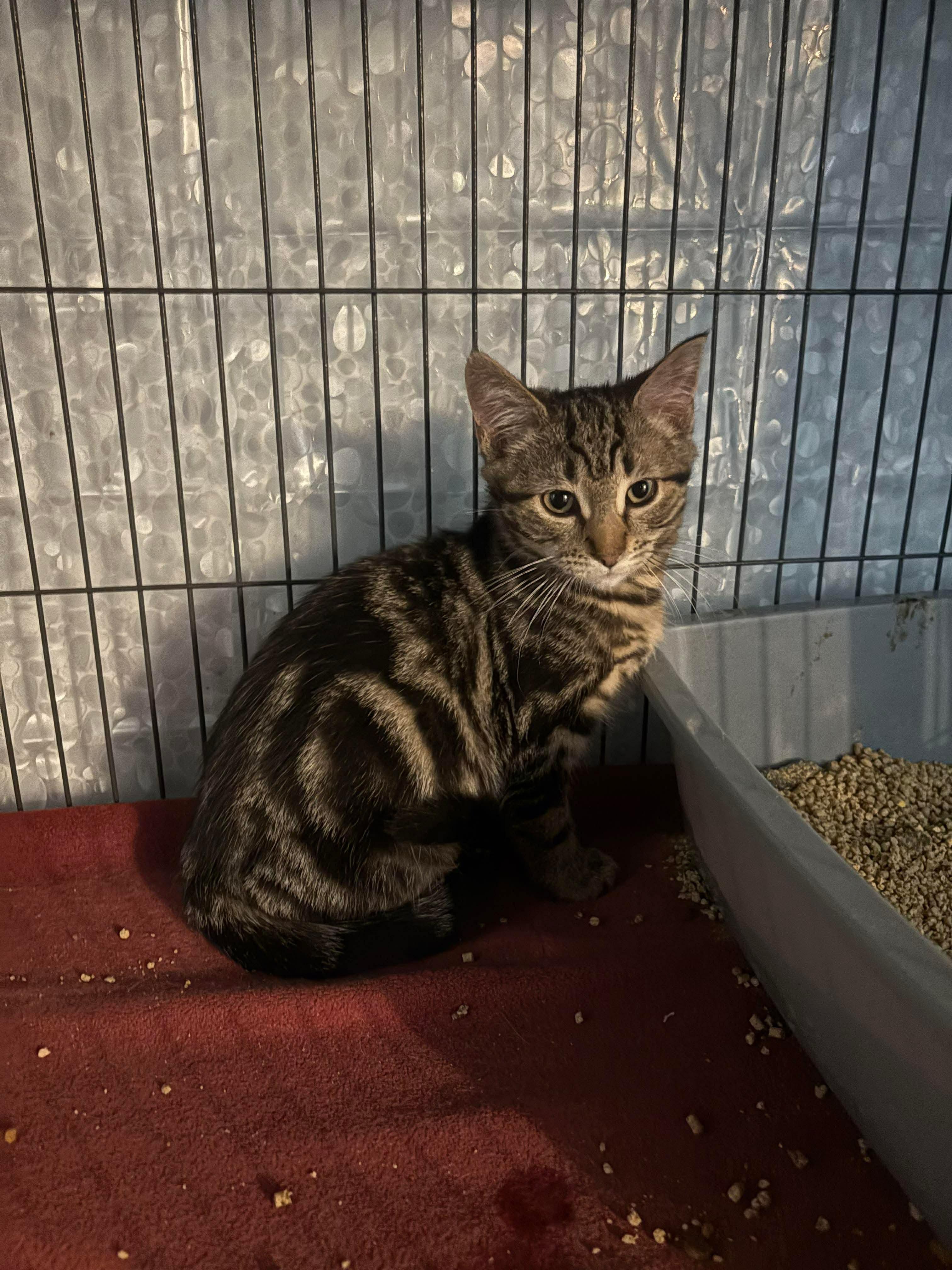 BODHI (bonded with Benji), an adopted Domestic Short Hair in Tillsonburg, ON image 2/3