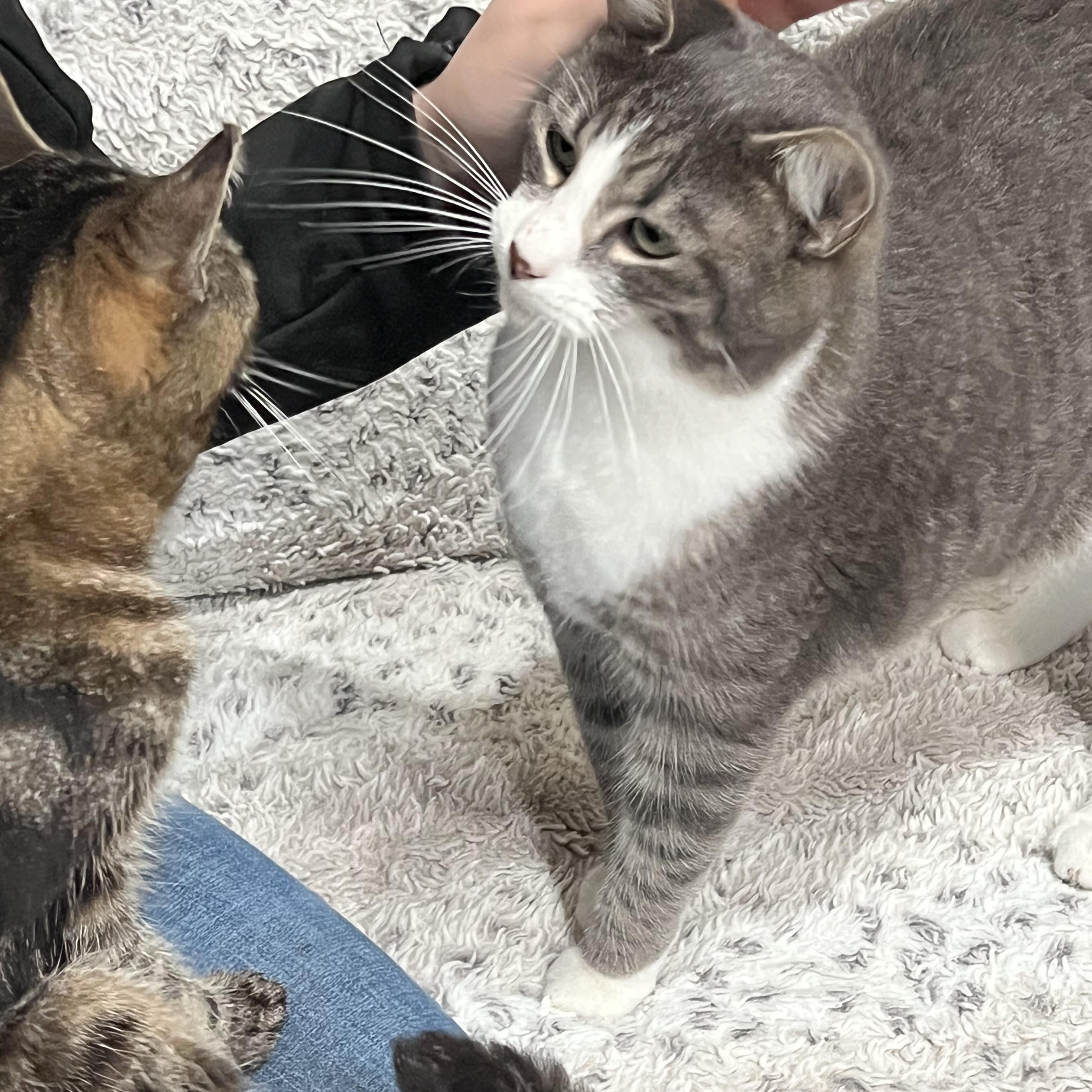 Enlarge Puma, a ADOPTABLE mixed breed in Oakville, WA image 2/5