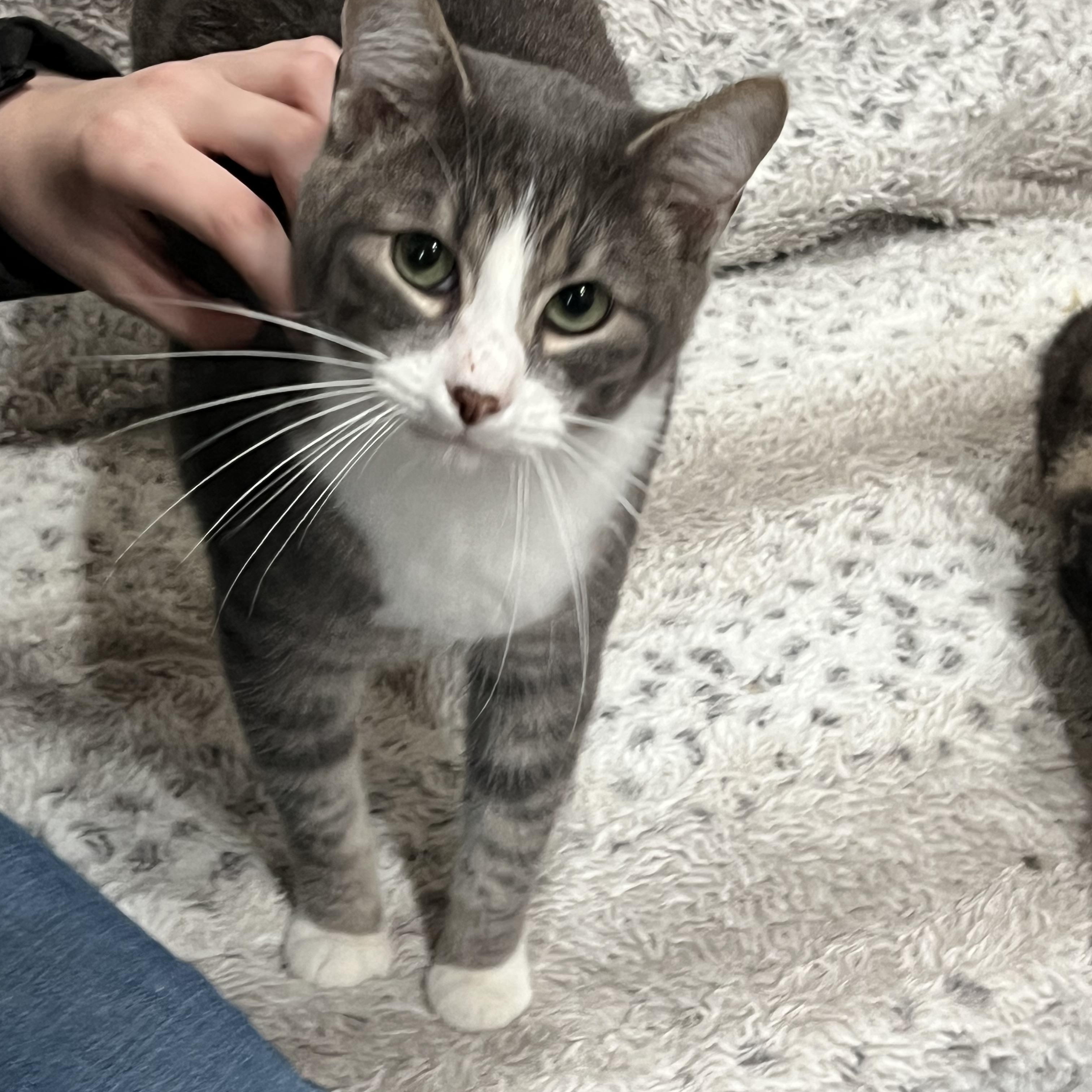 Enlarge Puma, a ADOPTABLE mixed breed in Oakville, WA image 4/5