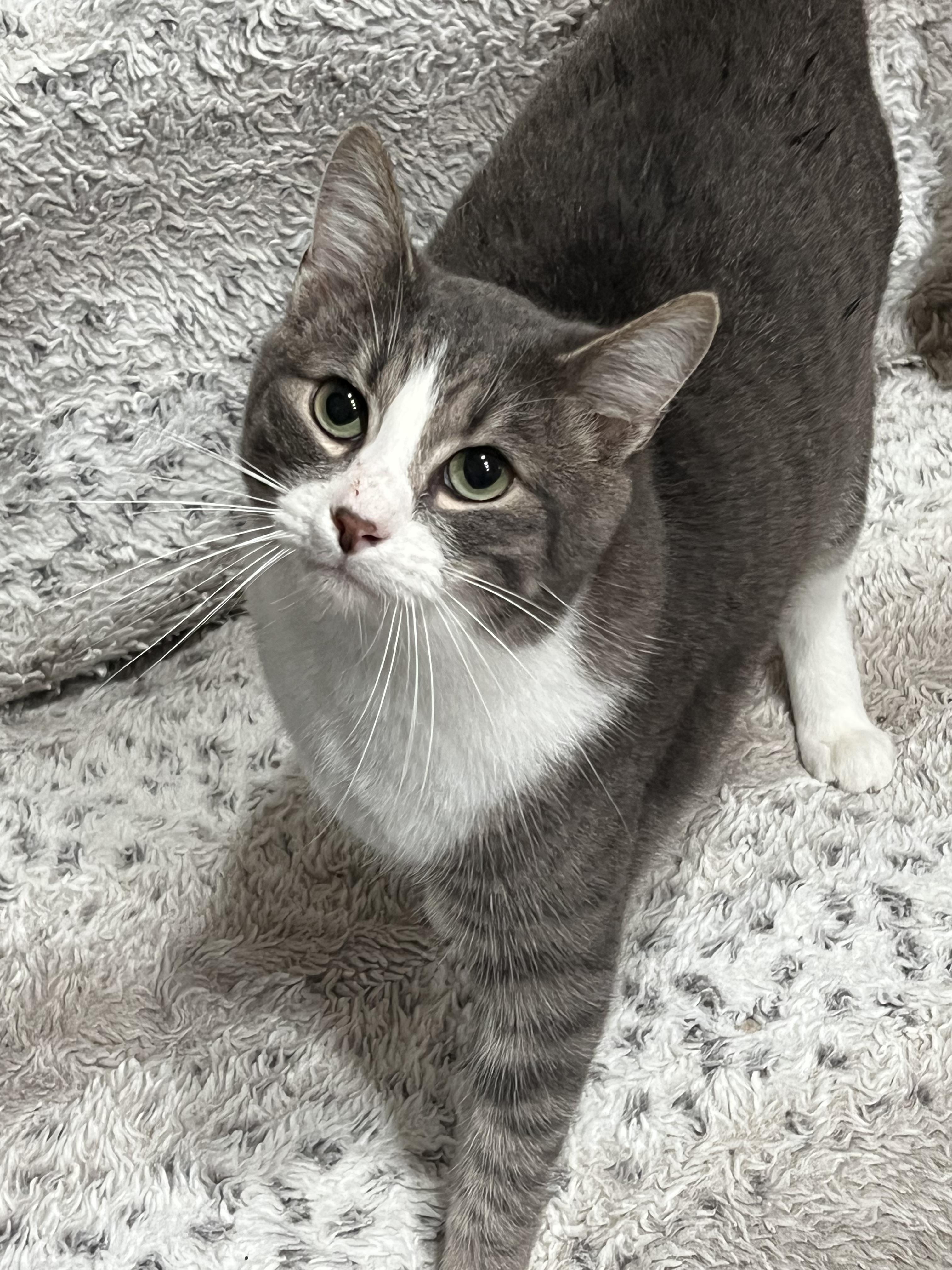 Puma, ADOPTABLE, Adult Male Domestic Short Hair.