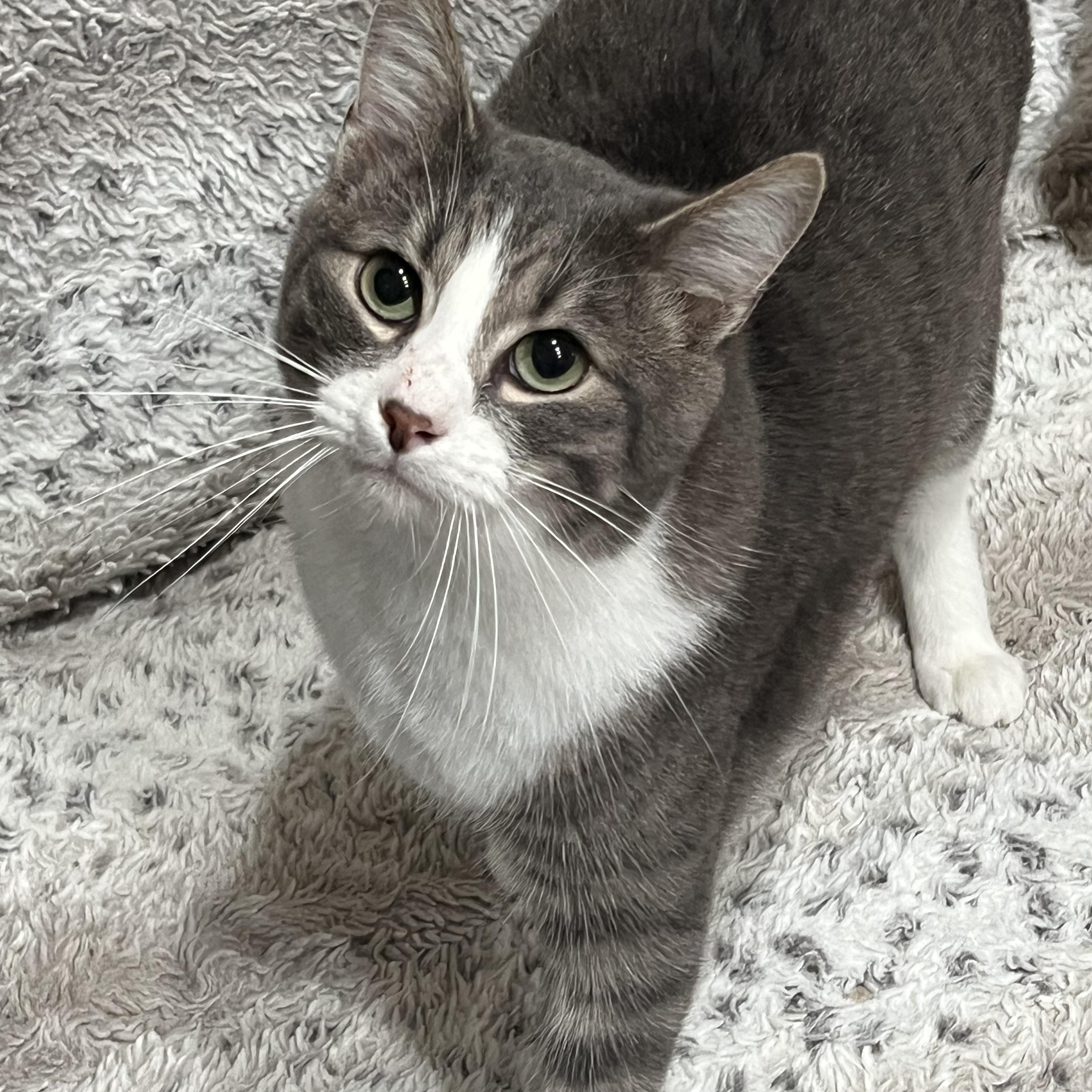 Enlarge Puma, a ADOPTABLE mixed breed in Oakville, WA image 1/5