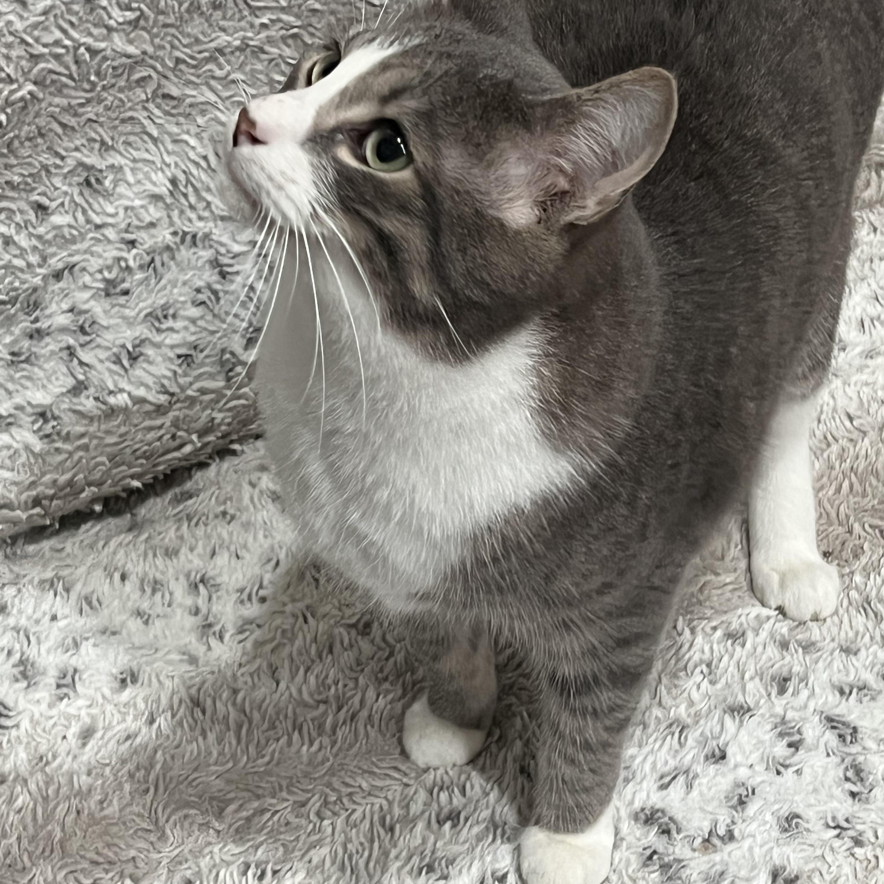 Enlarge Puma, a ADOPTABLE mixed breed in Oakville, WA image 3/5