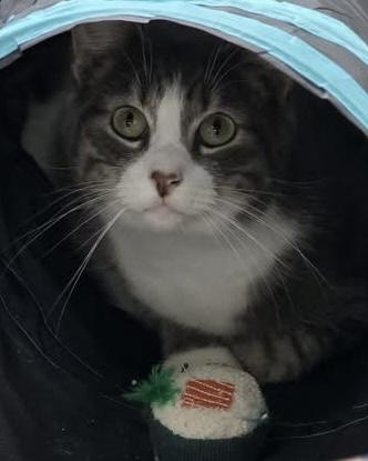 Enlarge Puma, a ADOPTABLE mixed breed in Oakville, WA image 2/6