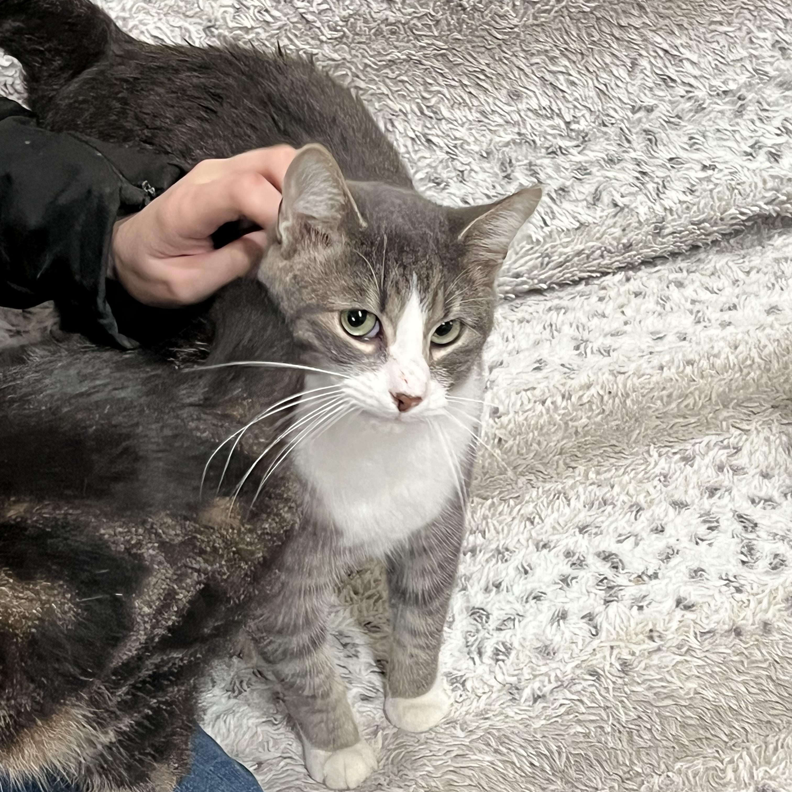 Enlarge Puma, a ADOPTABLE mixed breed in Oakville, WA image 5/5