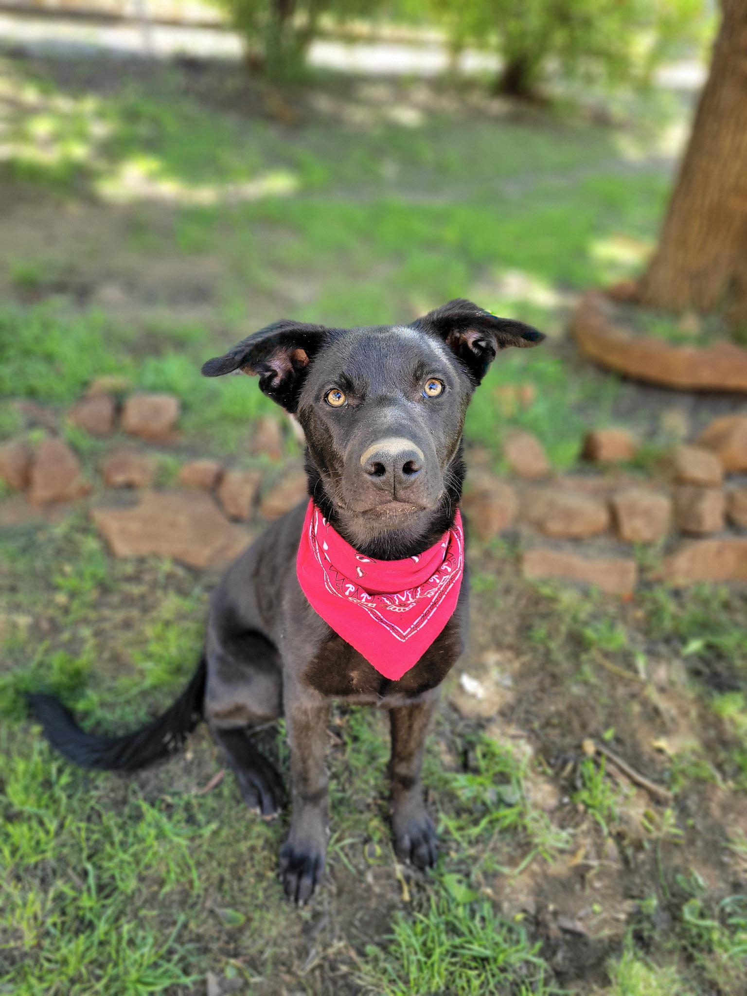 Enlarge Danish, an adoptable mixed breed in Temecula, CA image 1/6