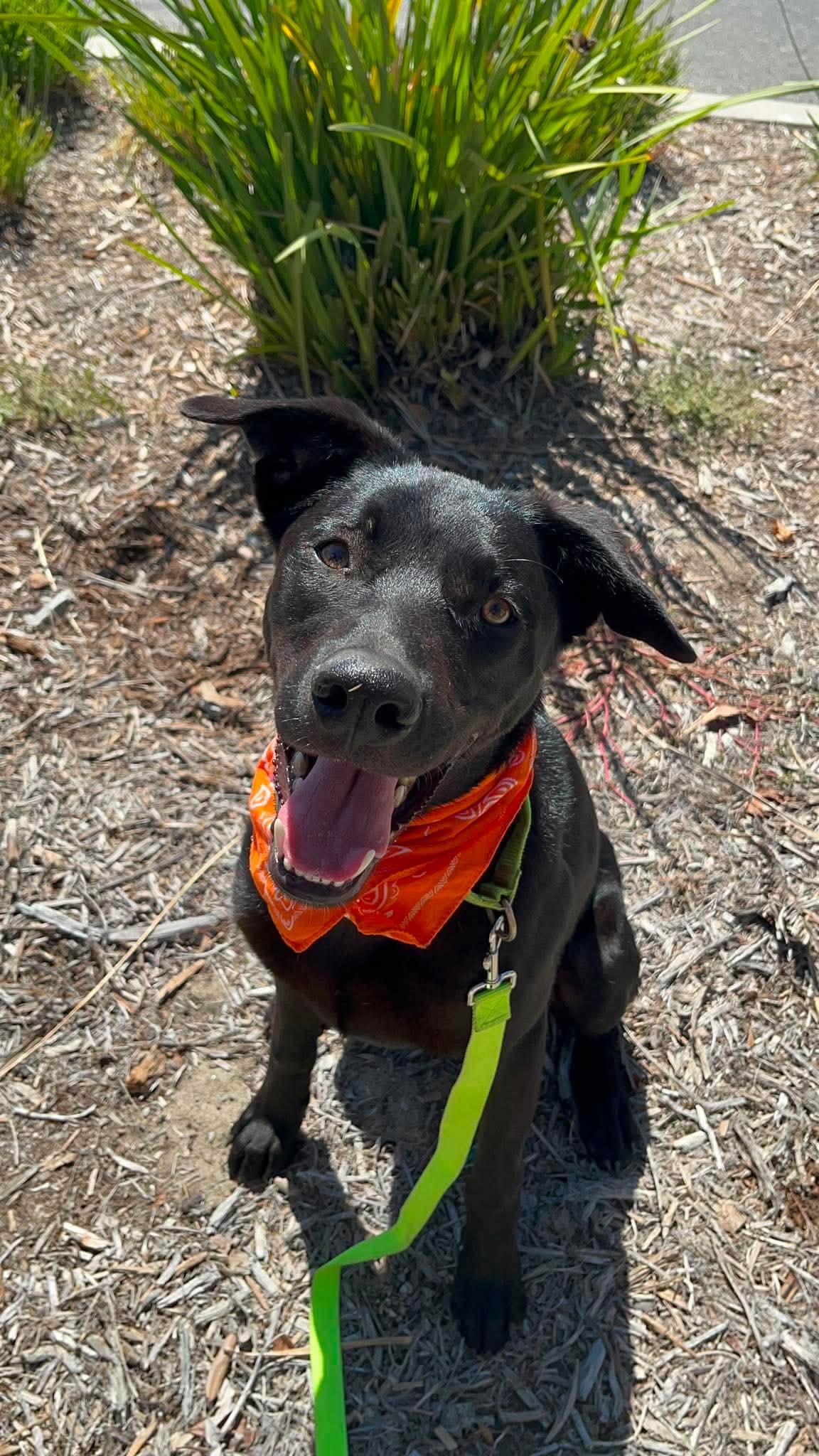 Danish, adoptable, Puppy Male Labrador Retriever.
