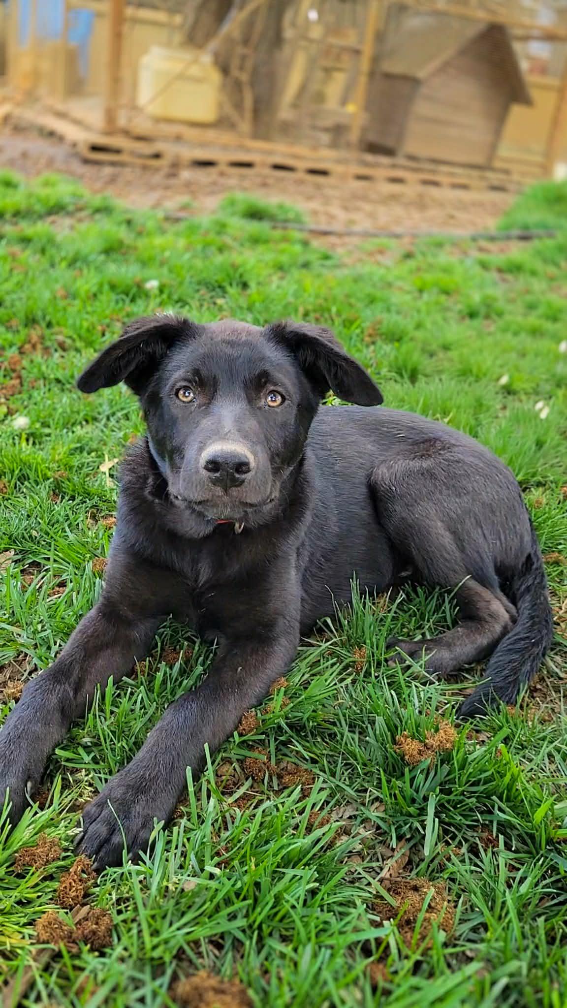 Danish, an adopted Labrador Retriever in Temecula, CA image 1/6
