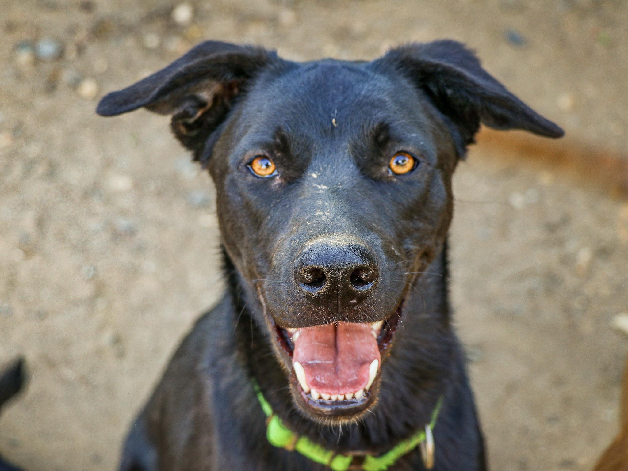 Danish, Adoptable, Puppy Male Labrador Retriever.