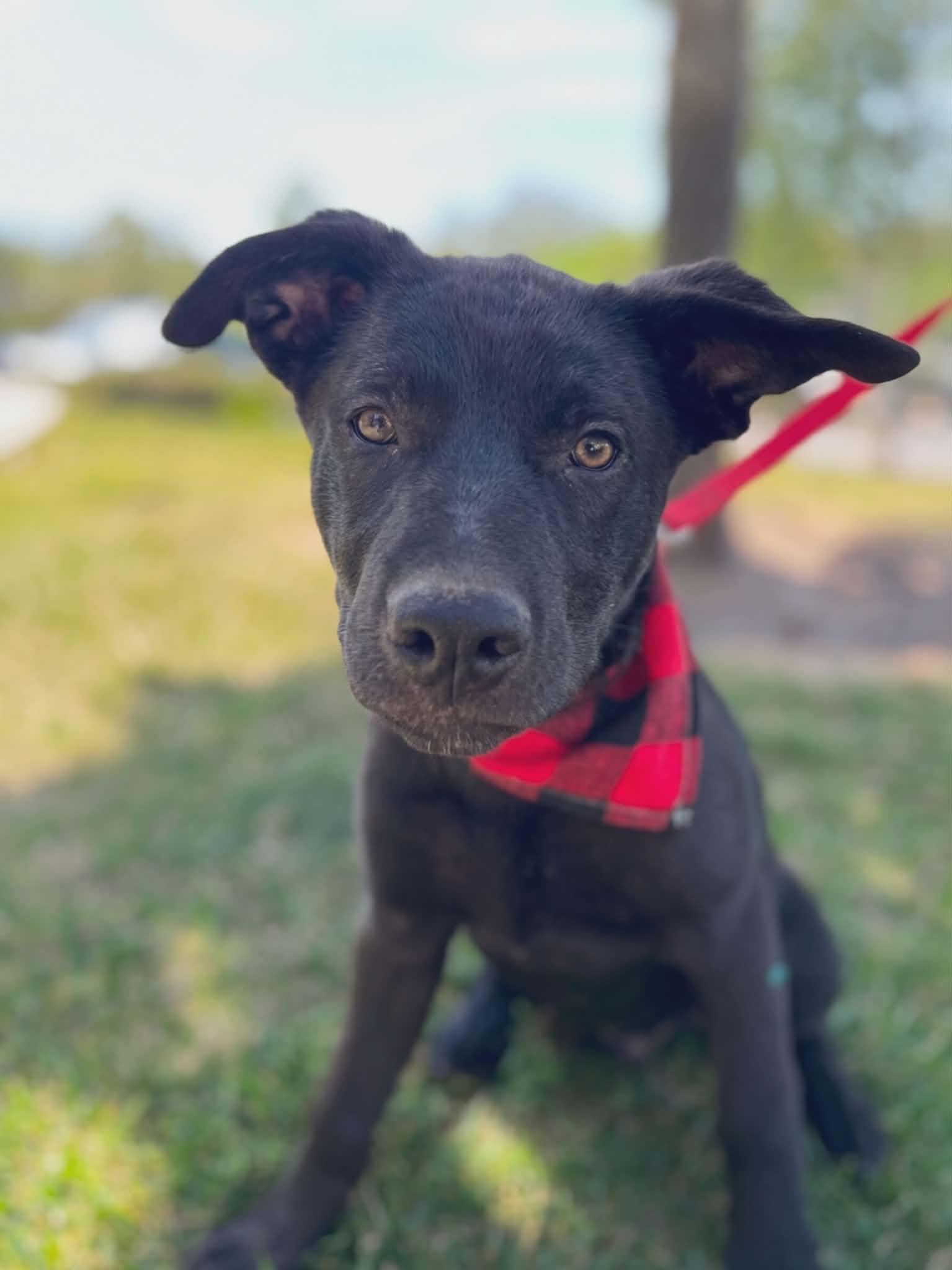 Danish, an adopted Labrador Retriever in Temecula, CA image 5/6