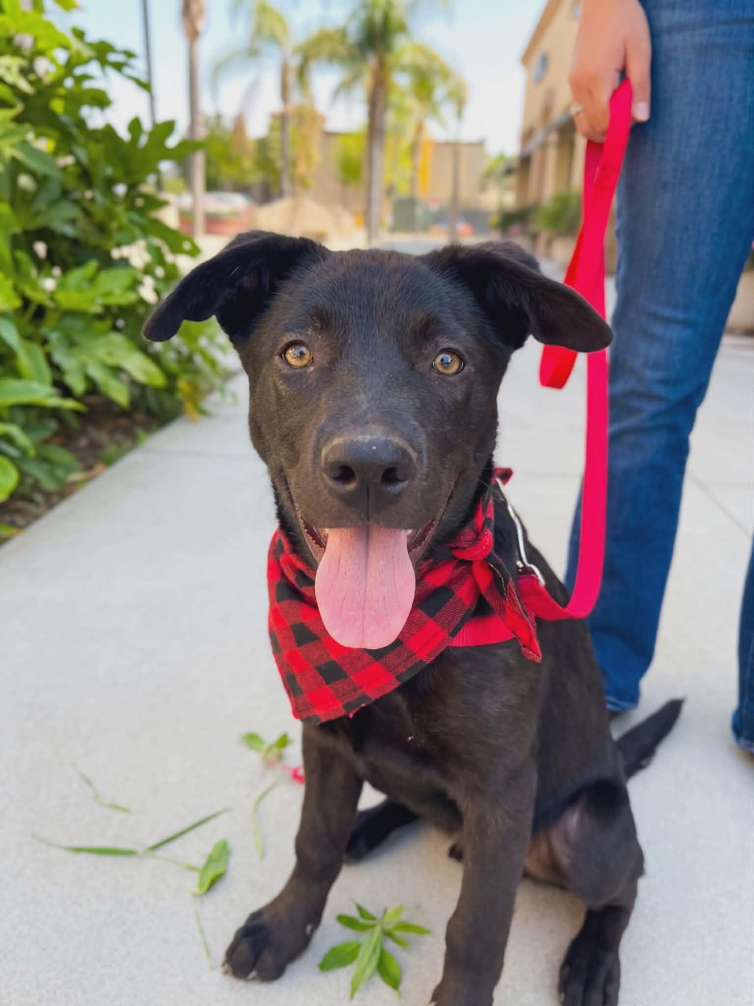 Danish, an adopted Labrador Retriever in Temecula, CA image 2/6