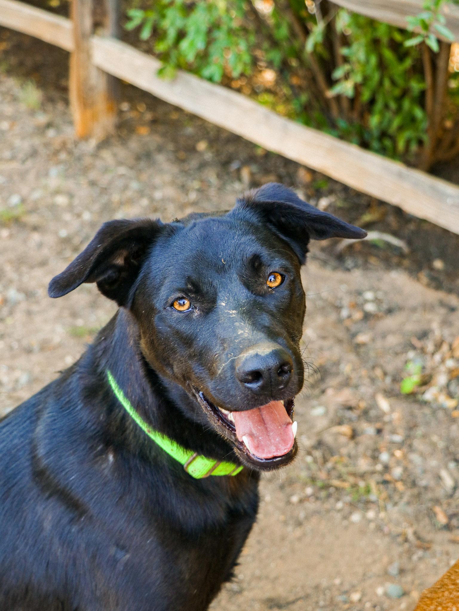 Enlarge Danish, a Adoptable mixed breed in Temecula, CA image 6/6