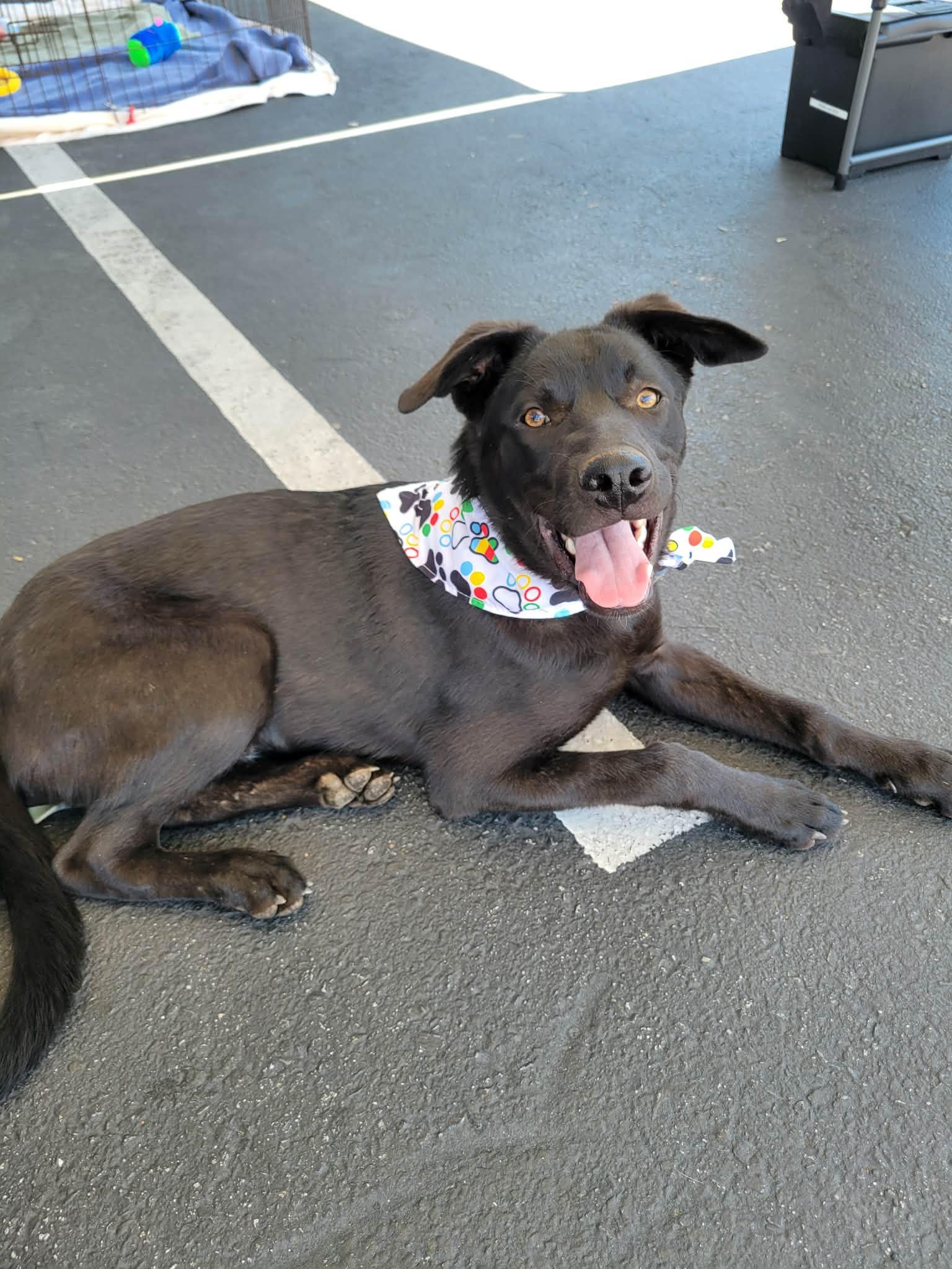 Enlarge Danish, an adoptable mixed breed in Temecula, CA image 6/6