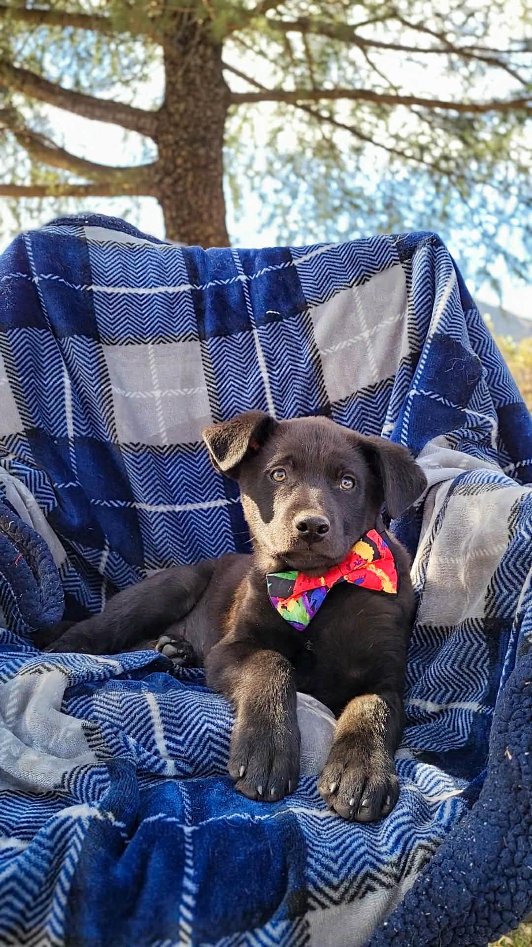 Enlarge Danish, a ADOPTABLE Labrador Retriever in Temecula, CA image 1/1